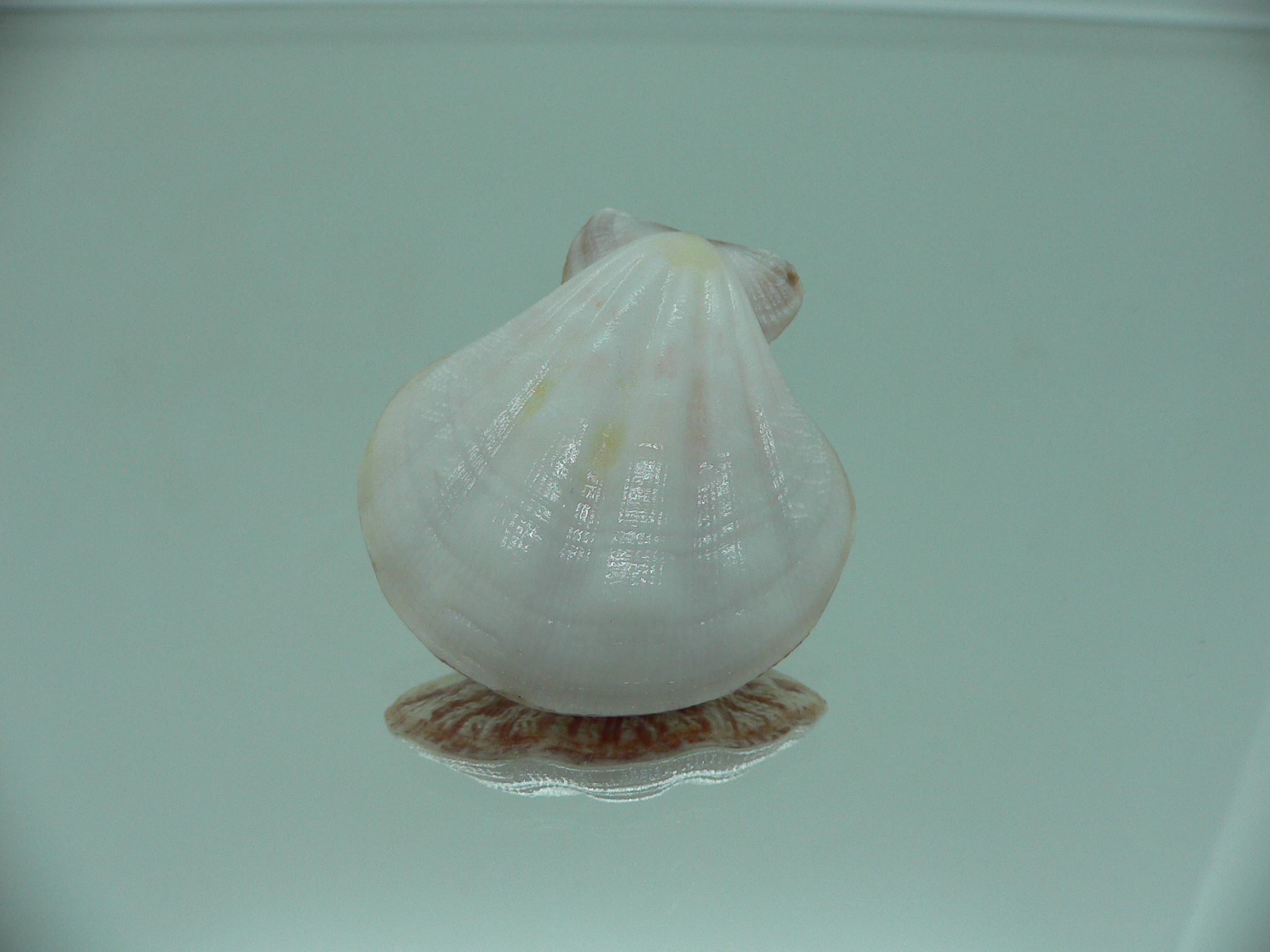 Decatohecteb plica