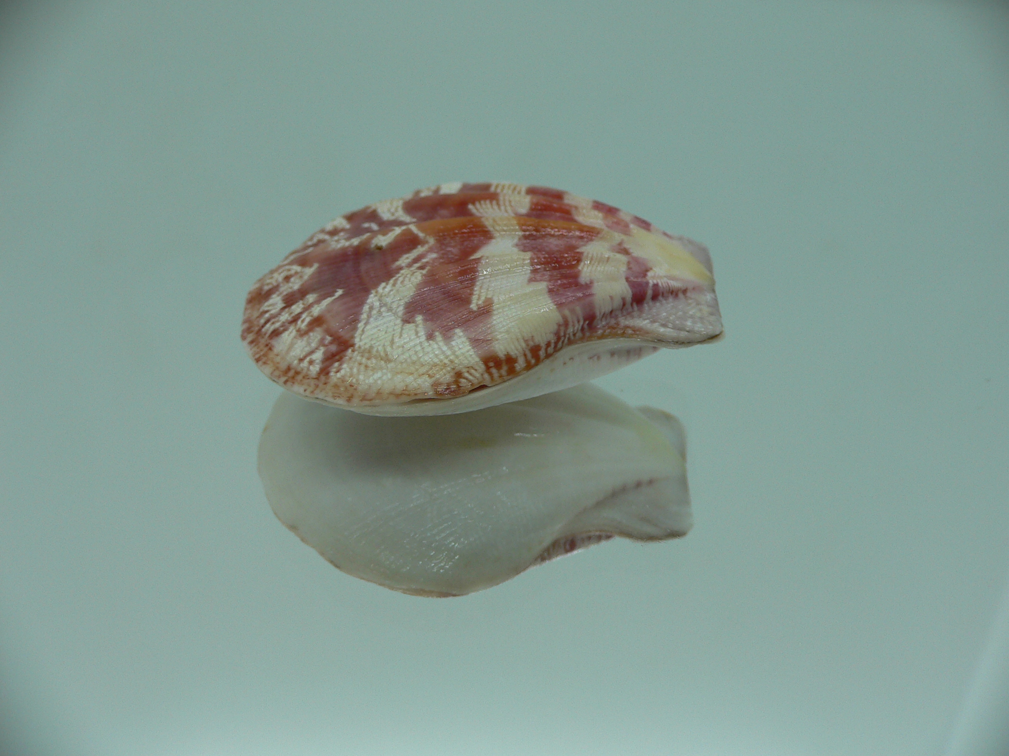 Decatohecteb plica