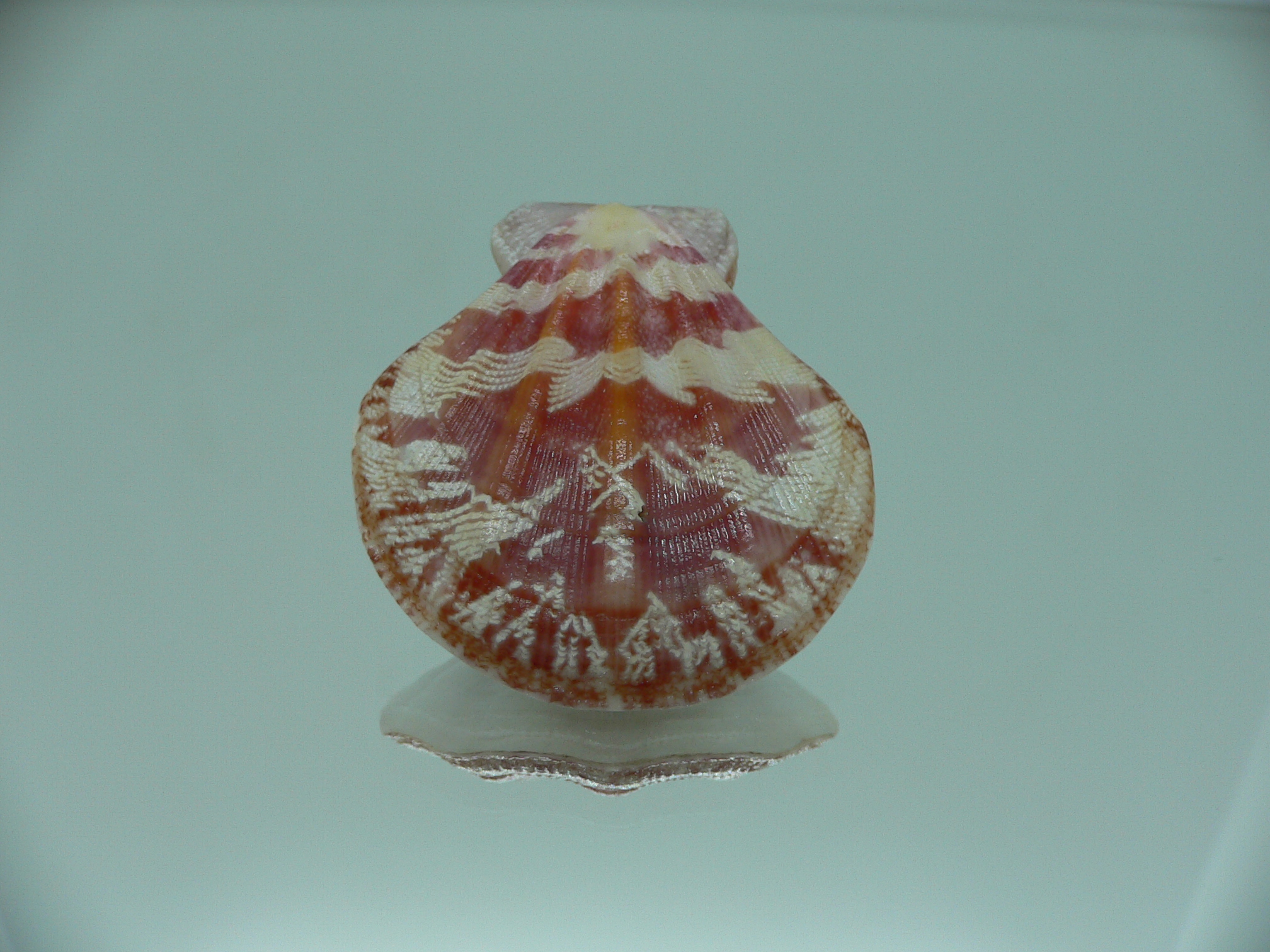 Decatohecteb plica