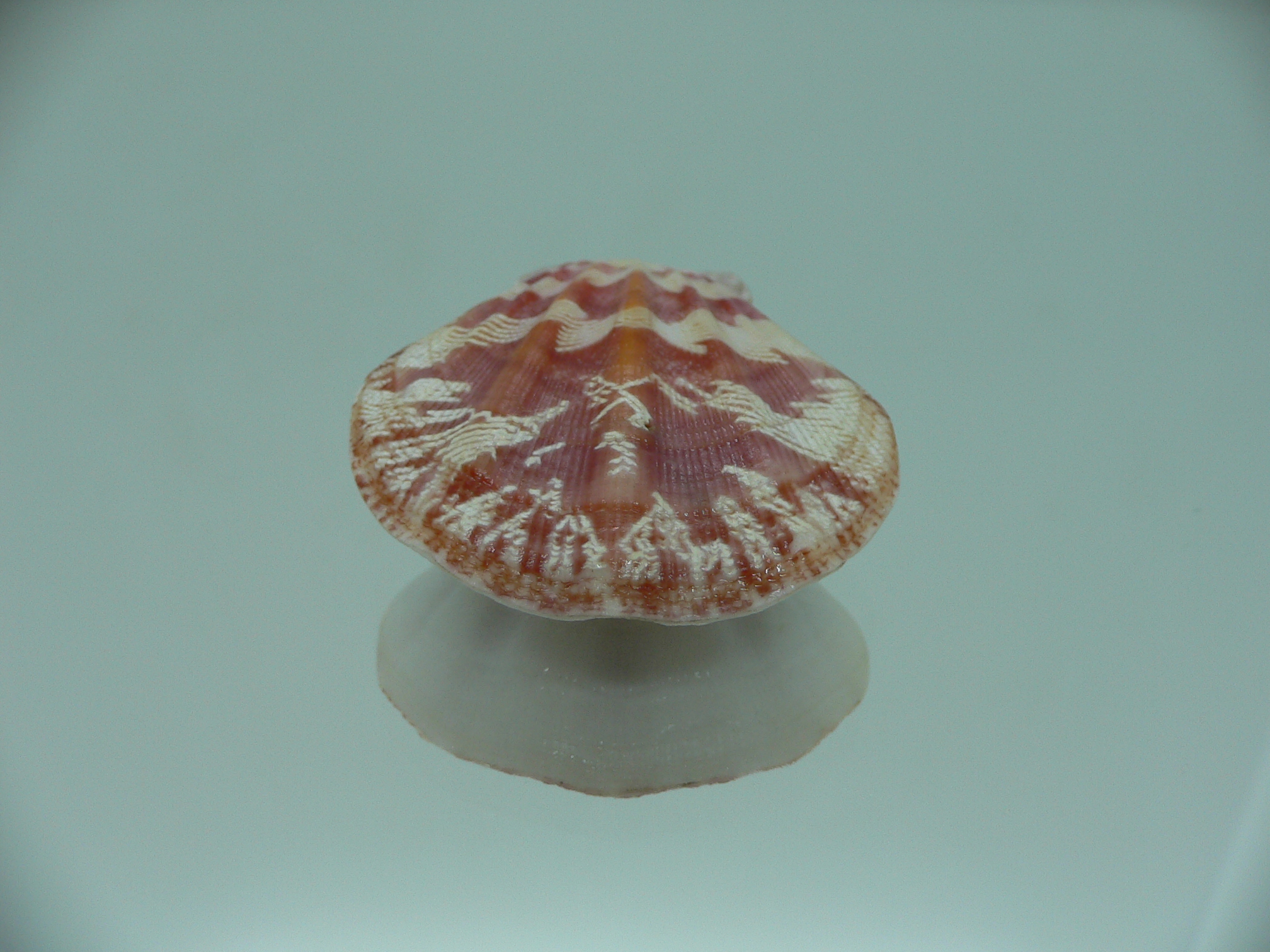 Decatohecteb plica