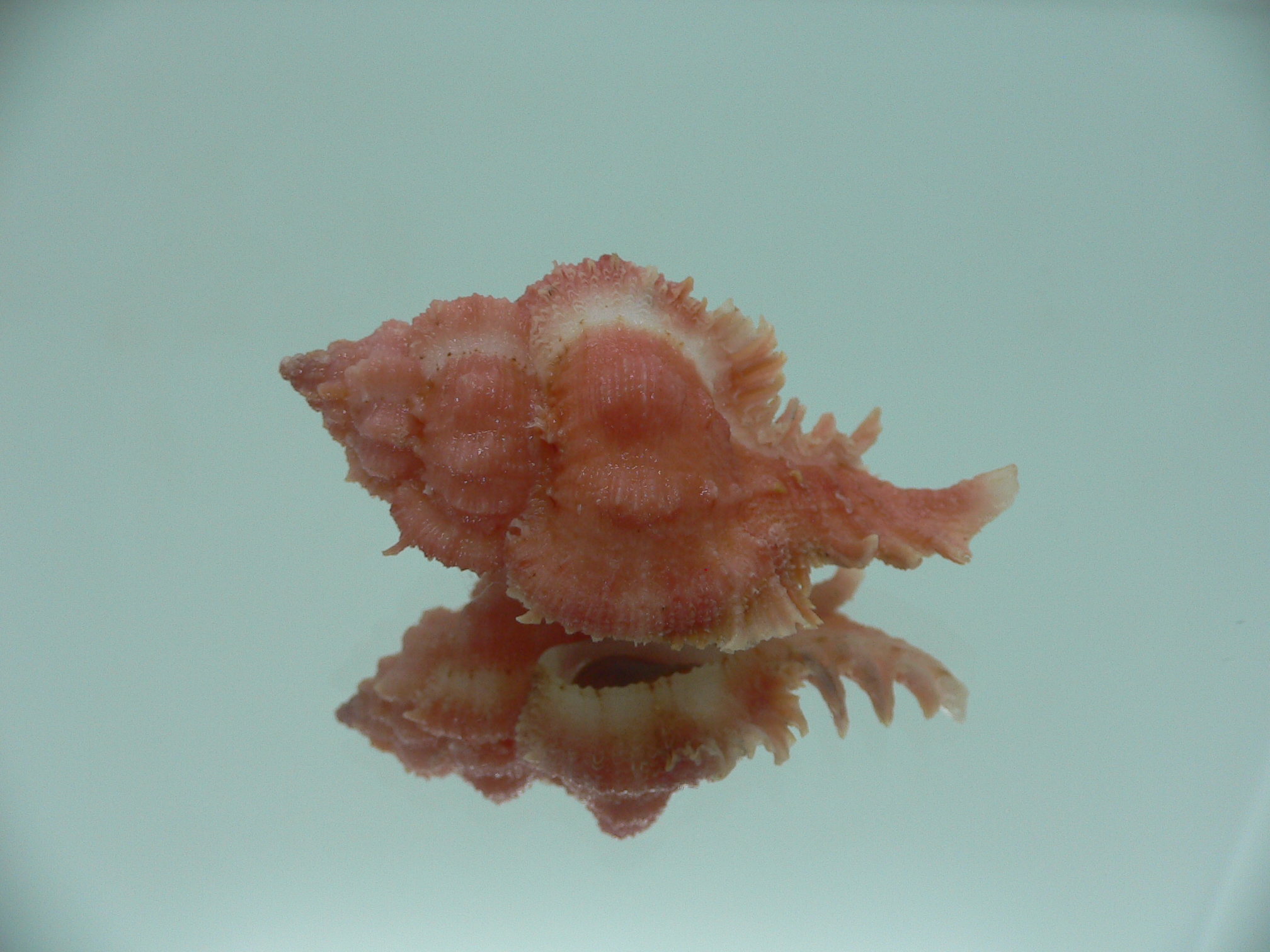 Chicomurex gloriosus BIG & RED