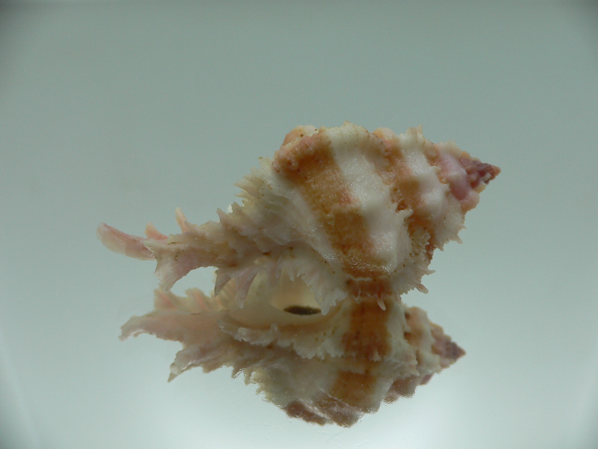 Chicomurex gloriosus BIG & IDEAL