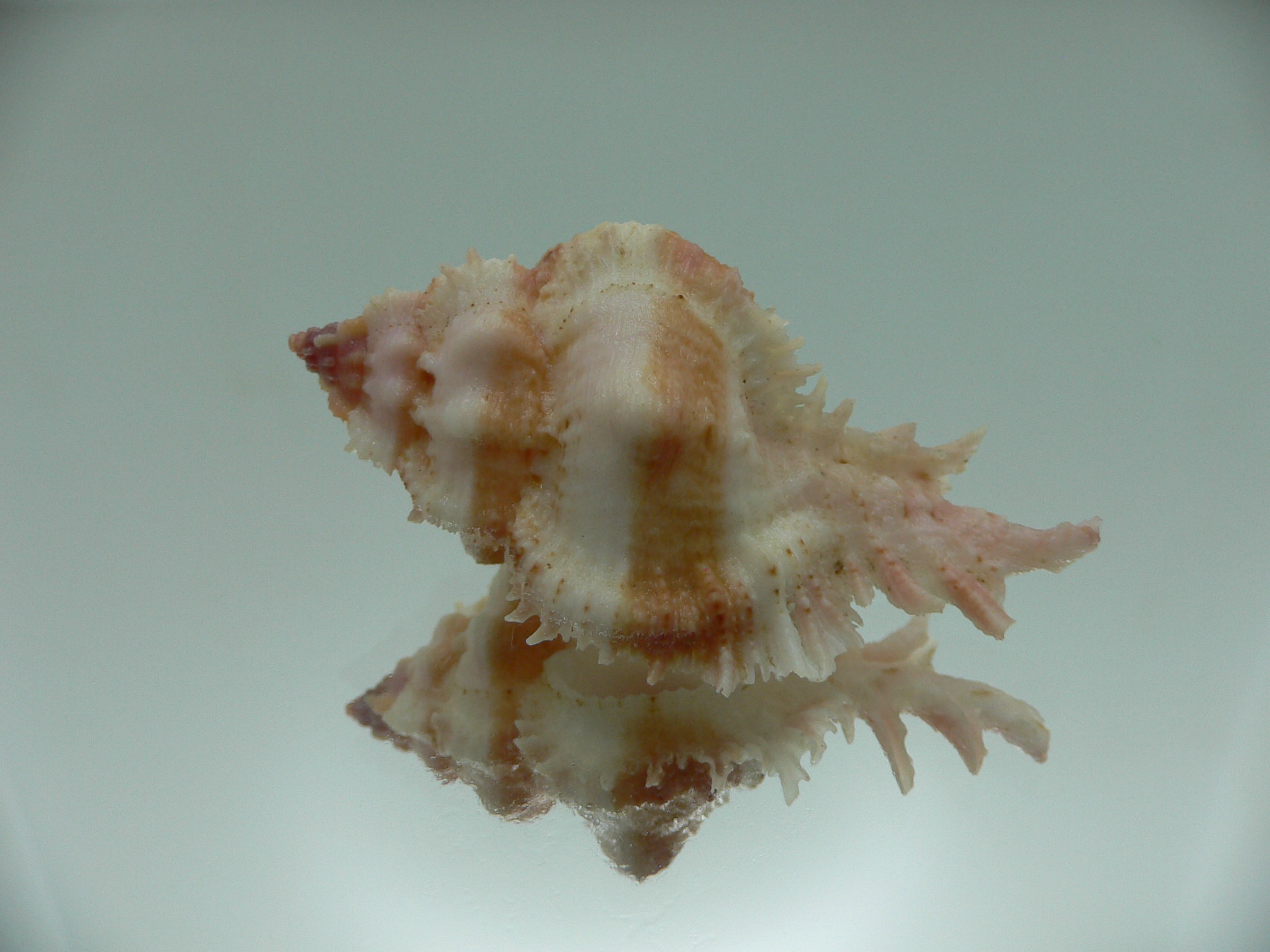 Chicomurex gloriosus BIG & IDEAL