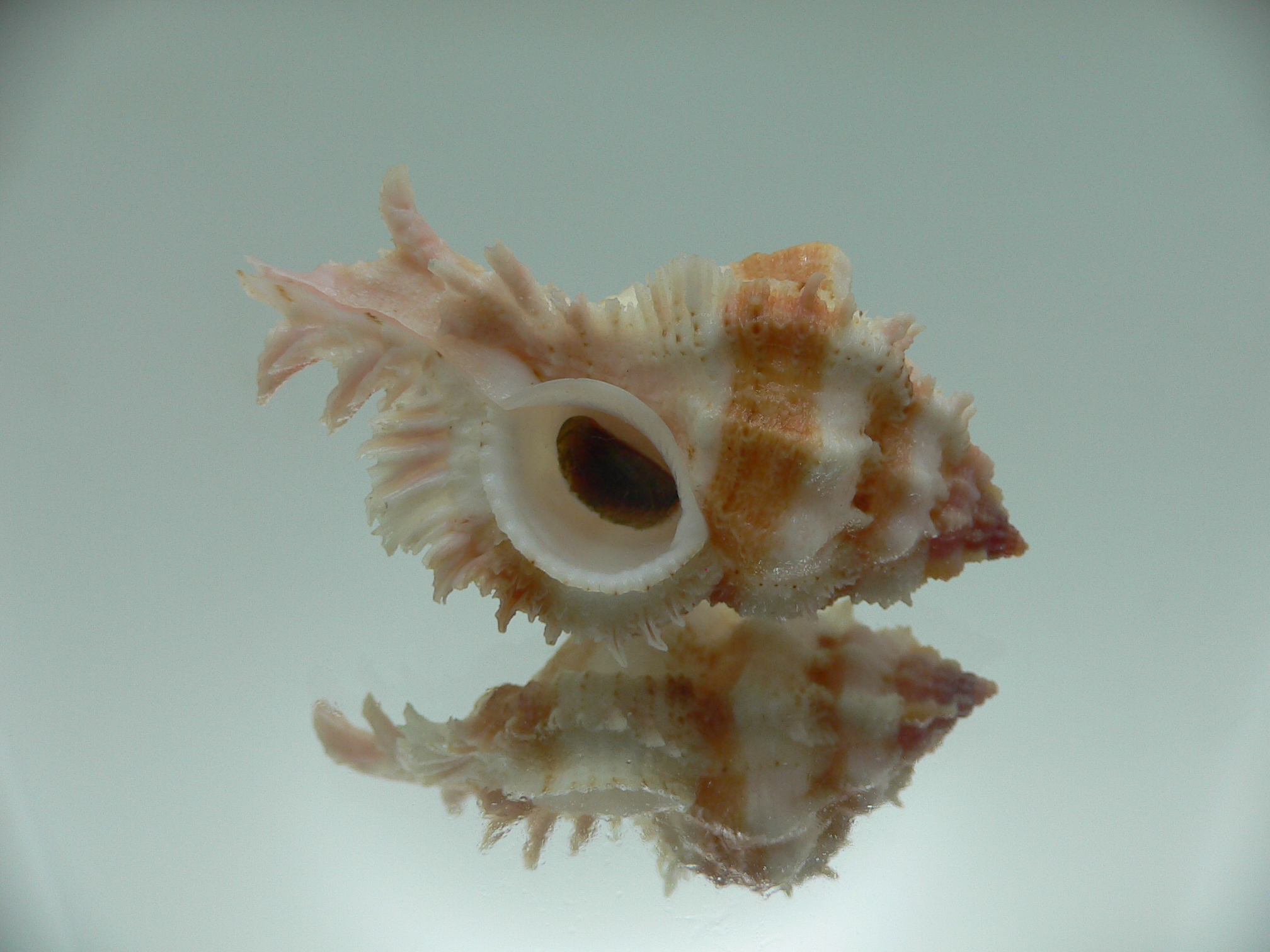 Chicomurex gloriosus BIG & IDEAL