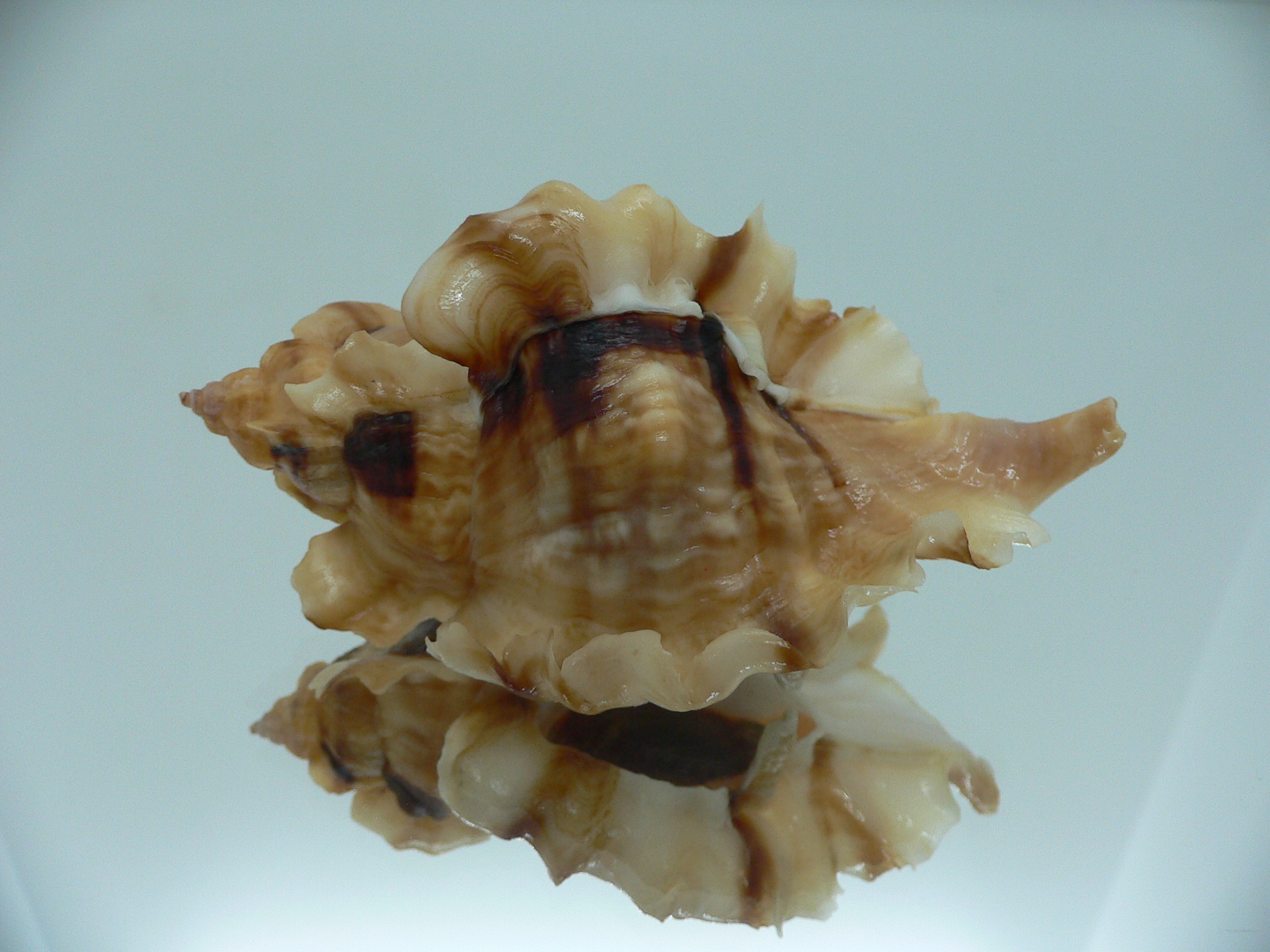 Ceratostoma burnetti coreanica (var.) BIG & WINGS