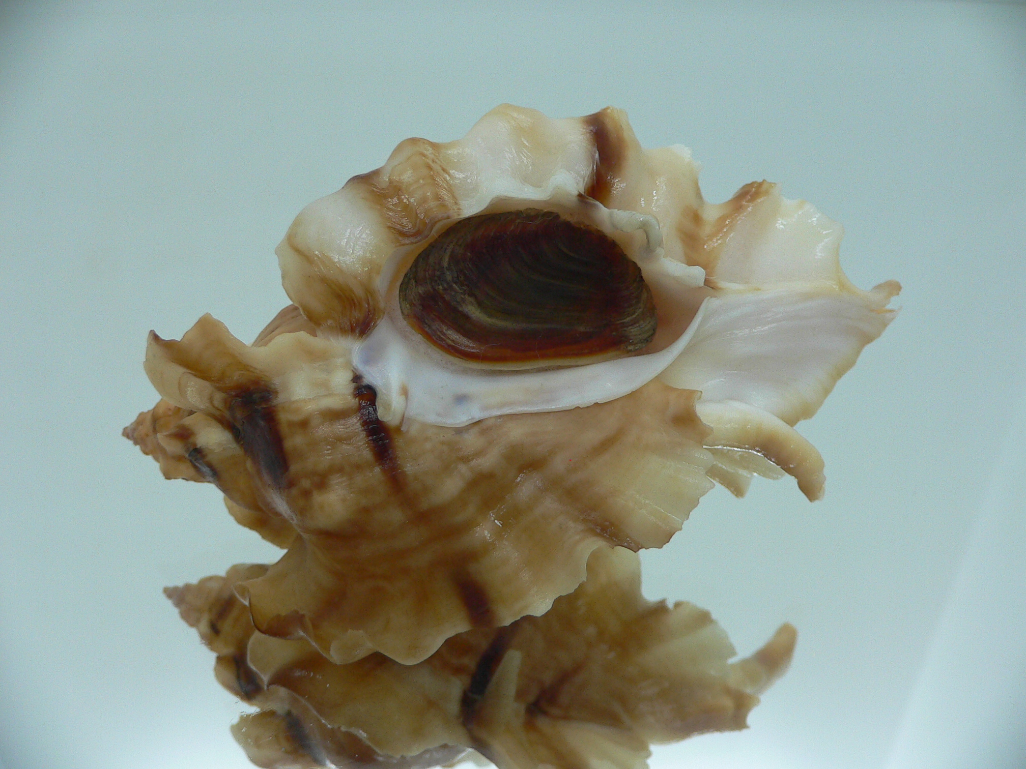 Ceratostoma burnetti coreanica (var.) BIG & WINGS