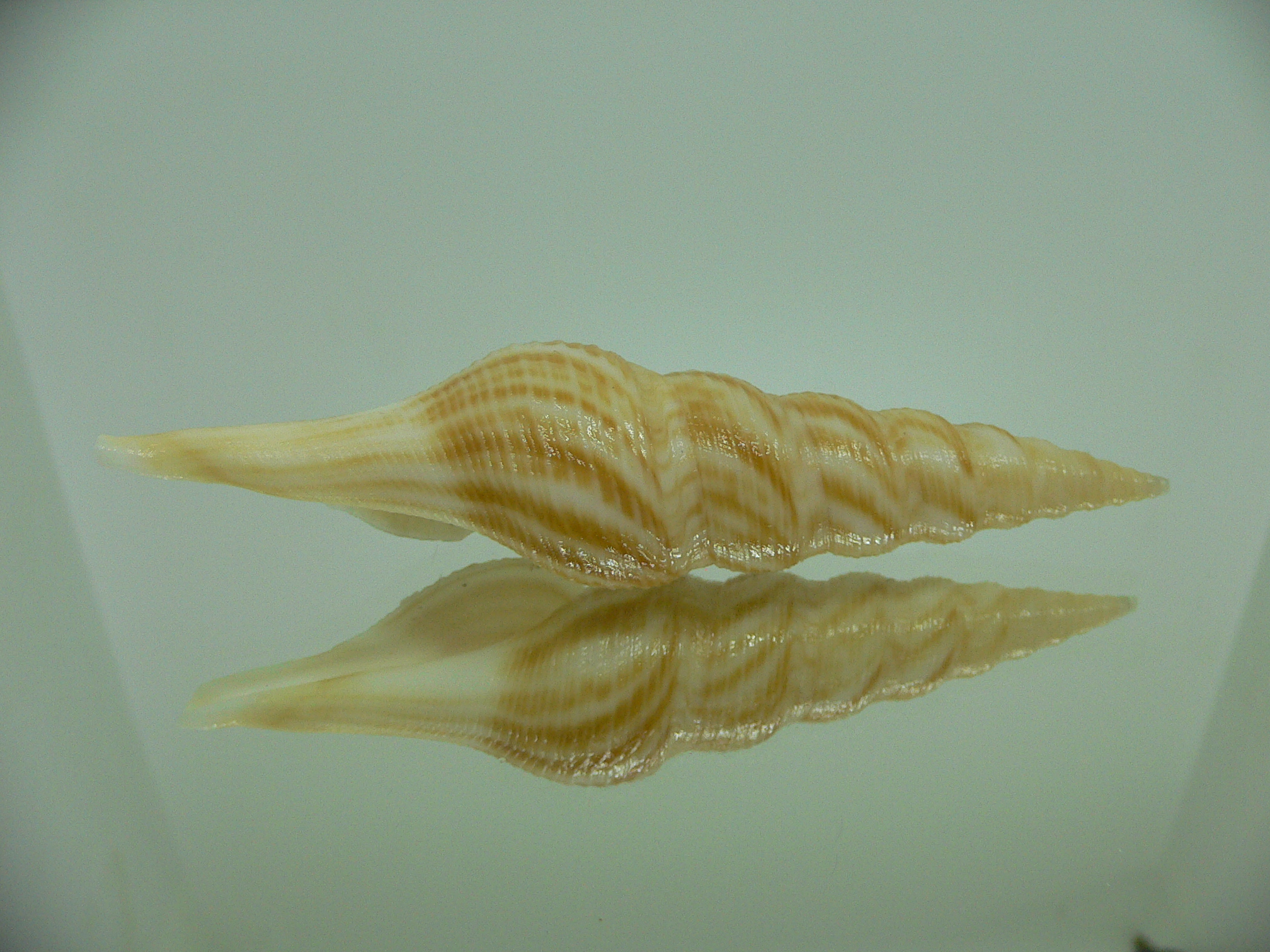 Nihonia mirabilis GIANT