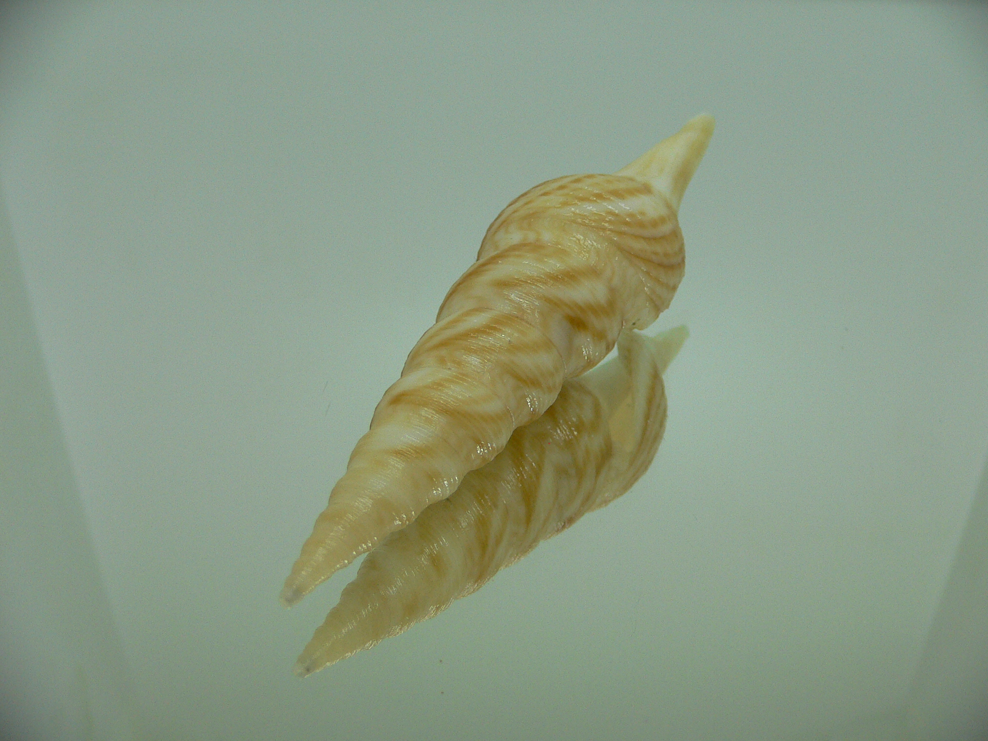 Nihonia mirabilis GIANT