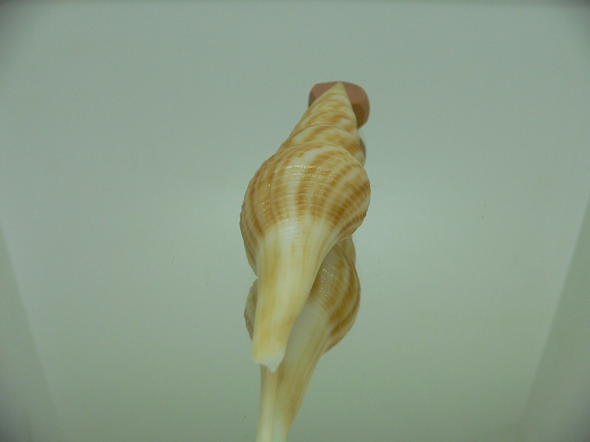 Nihonia mirabilis GIANT