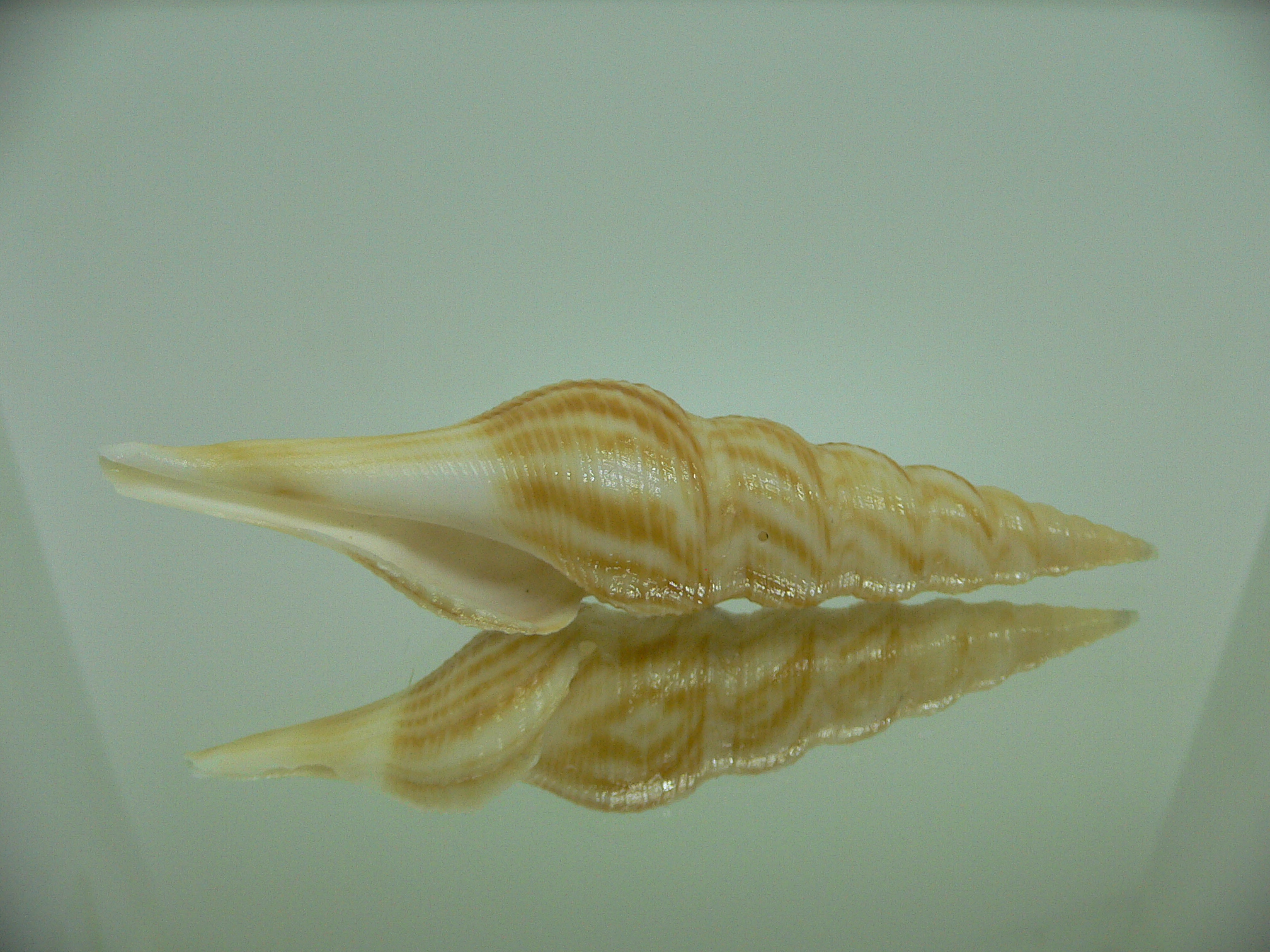 Nihonia mirabilis GIANT