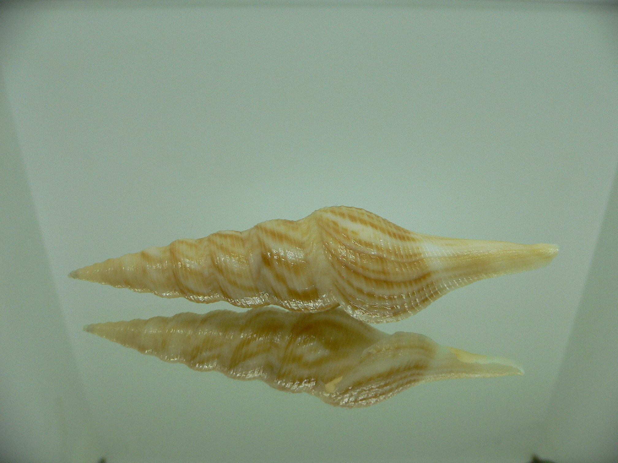 Nihonia mirabilis GIANT