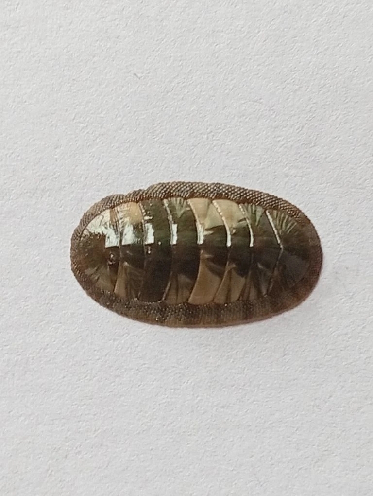 Ischnochiton smaragdinus ENDEMIC 2