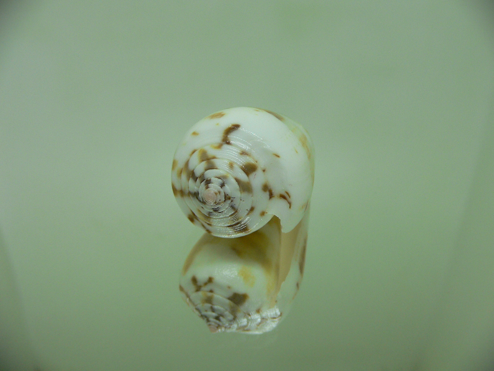 Conus magus SP.