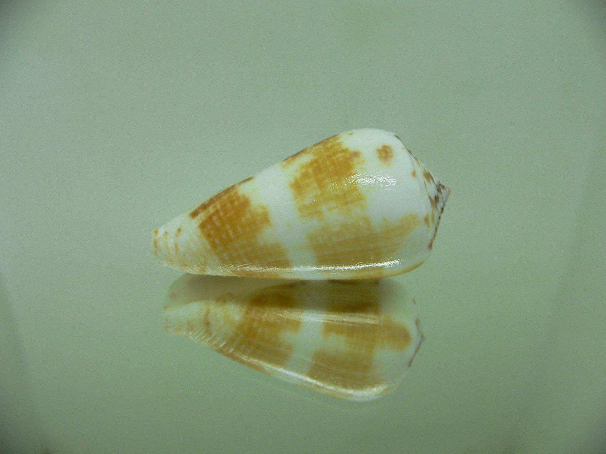 Conus magus SP.