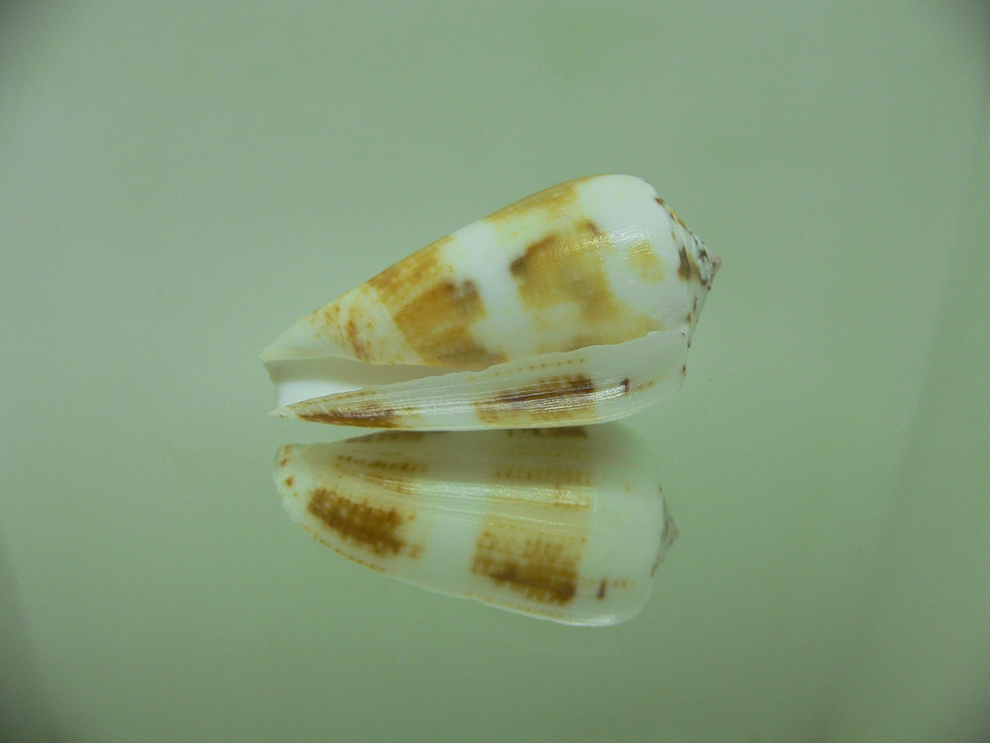 Conus magus SP.