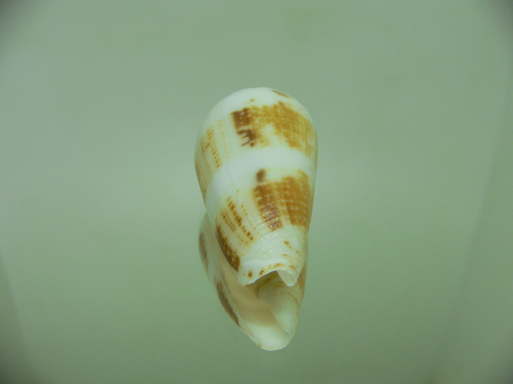 Conus magus SP.