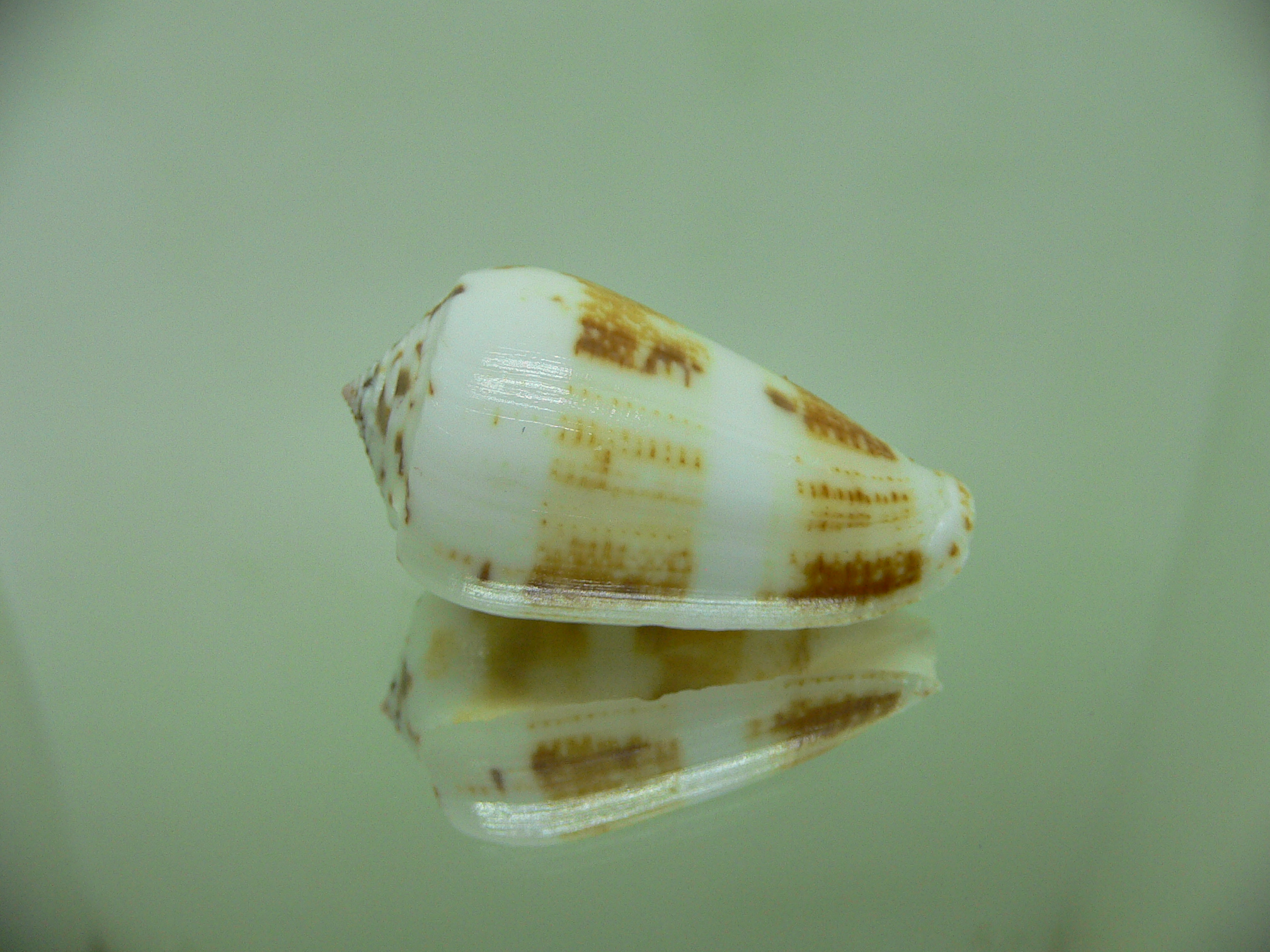 Conus magus SP.