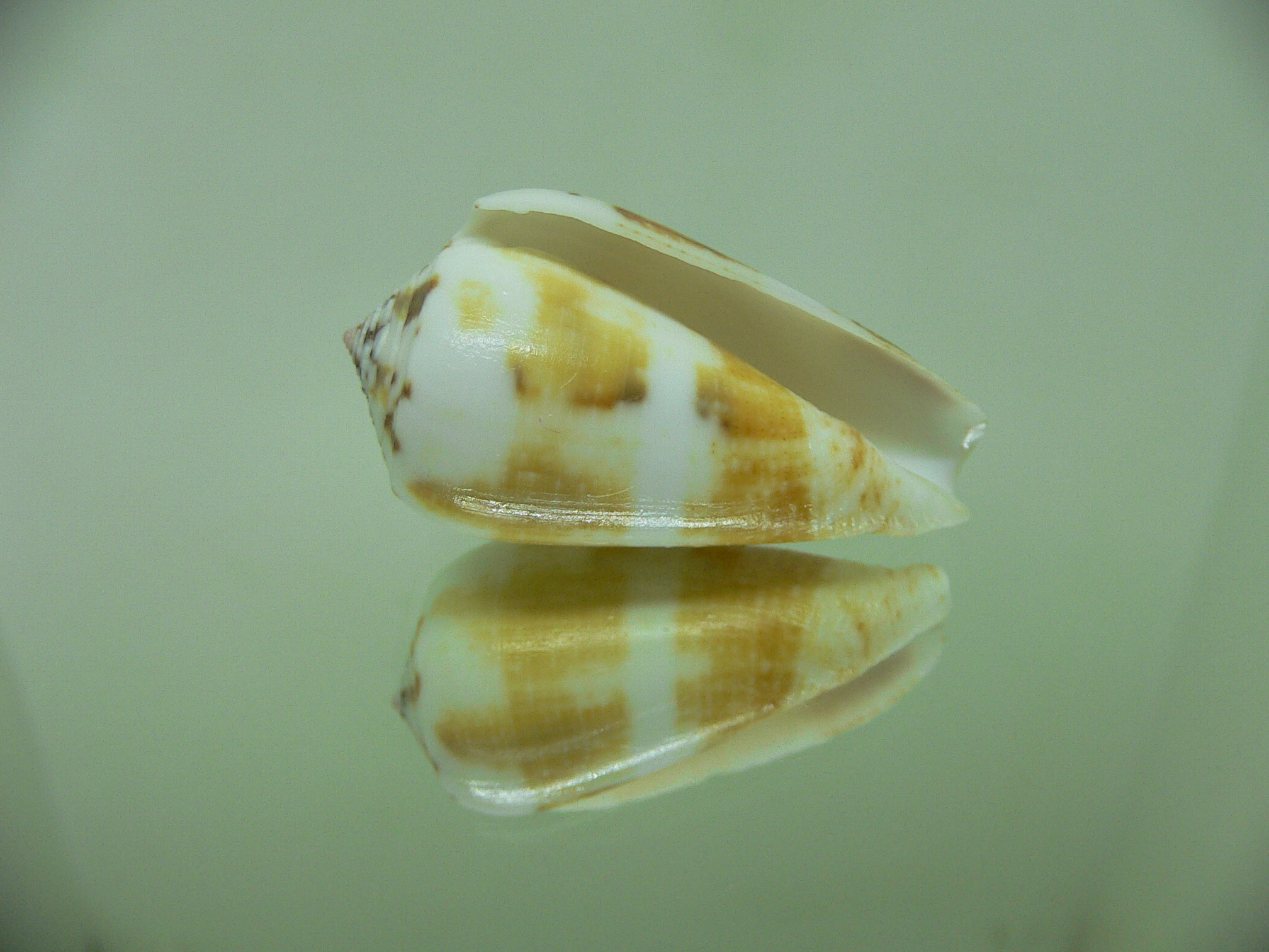 Conus magus SP.