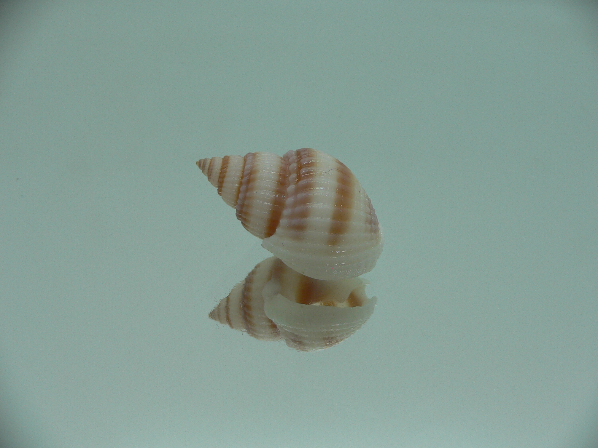 Nassarius castus PINK STRIPES
