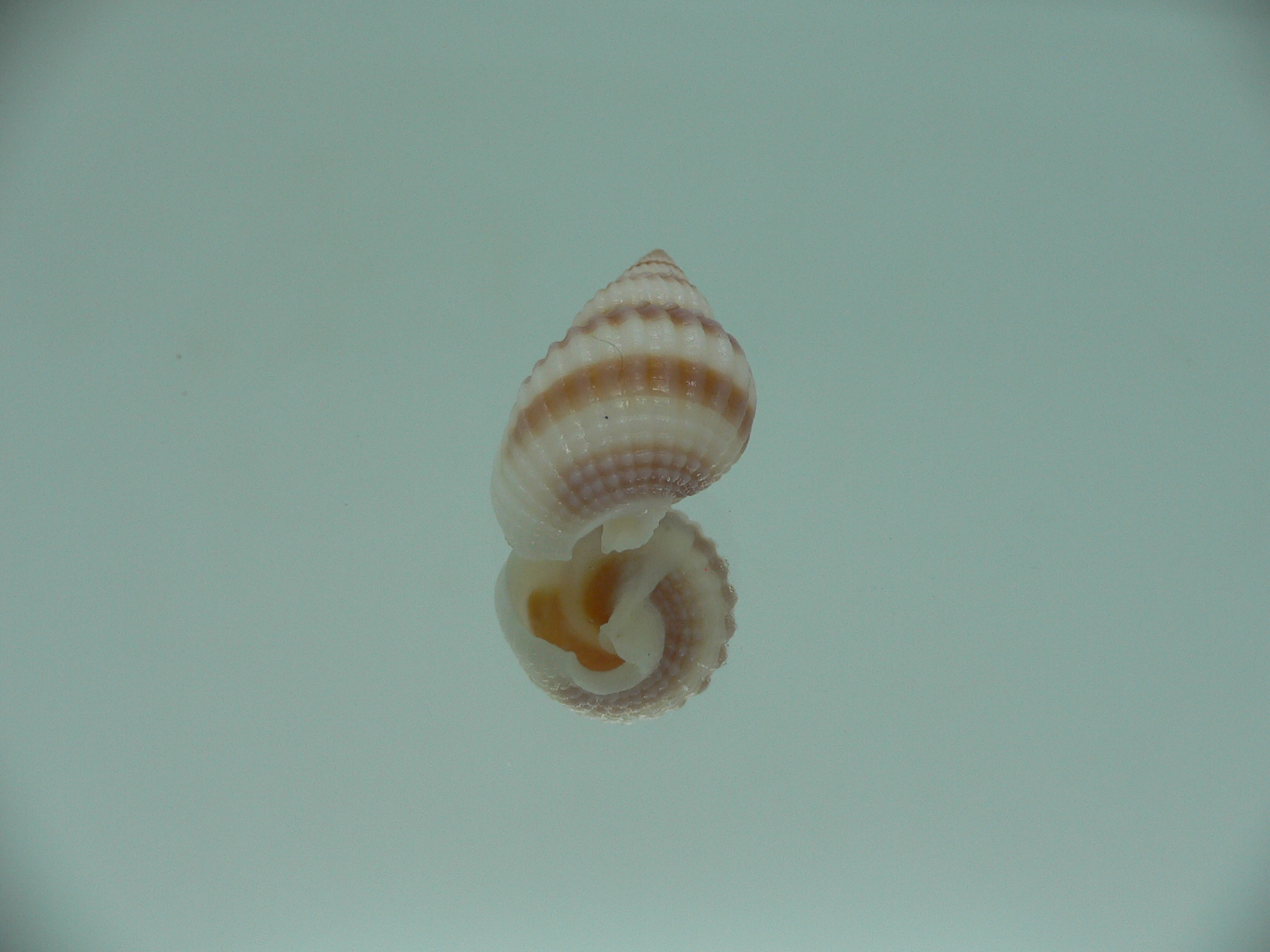 Nassarius castus PINK STRIPES