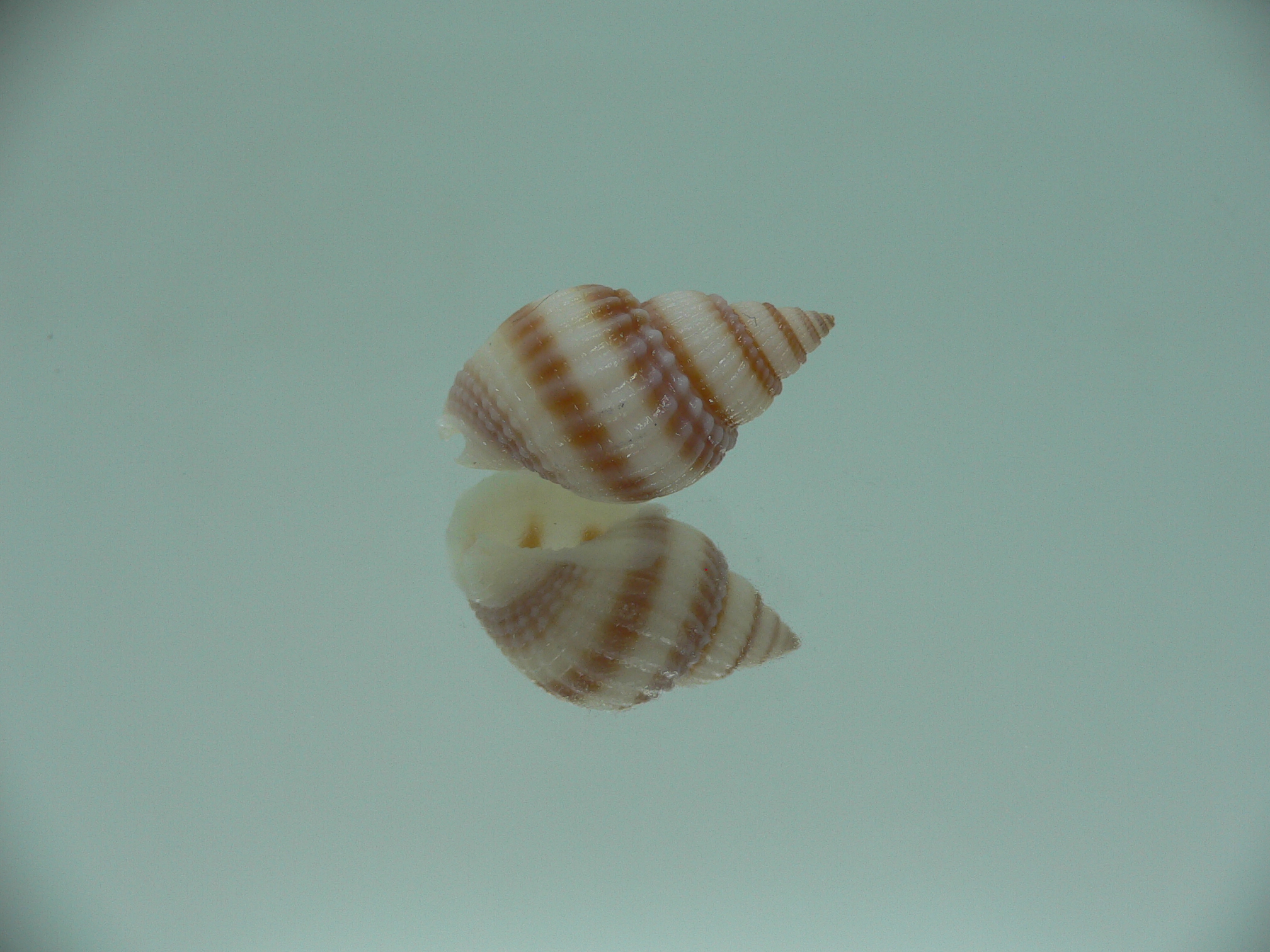 Nassarius castus PINK STRIPES