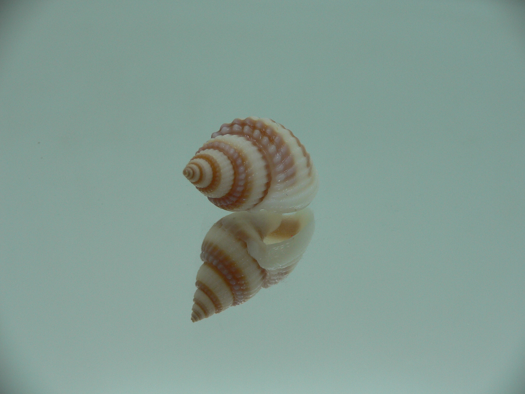Nassarius castus PINK STRIPES