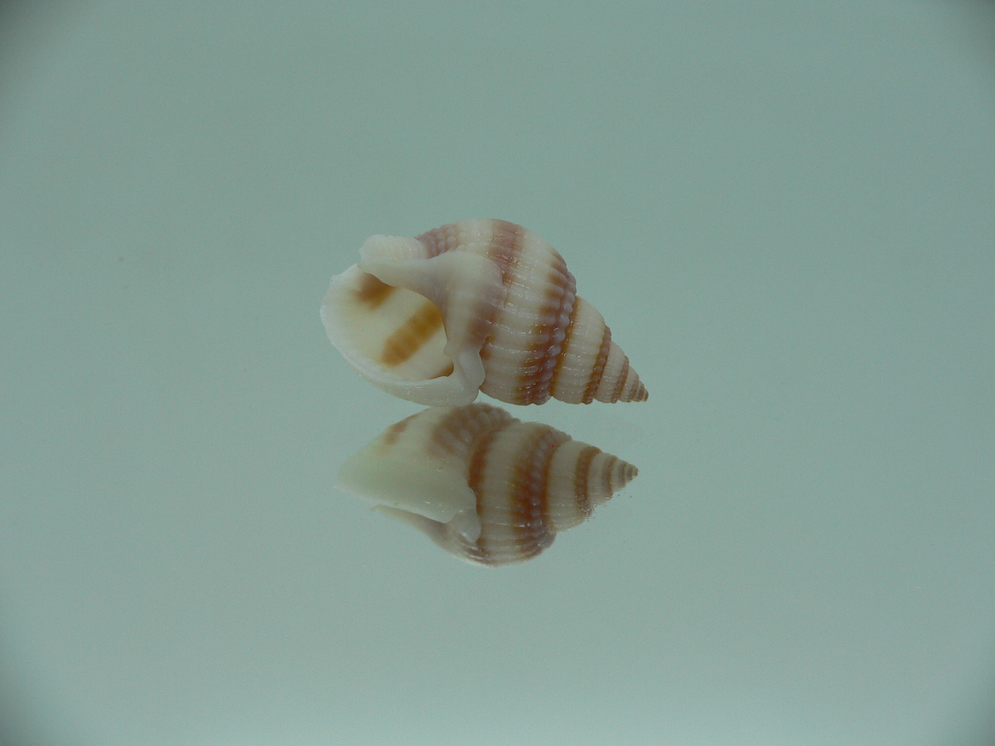 Nassarius castus PINK STRIPES