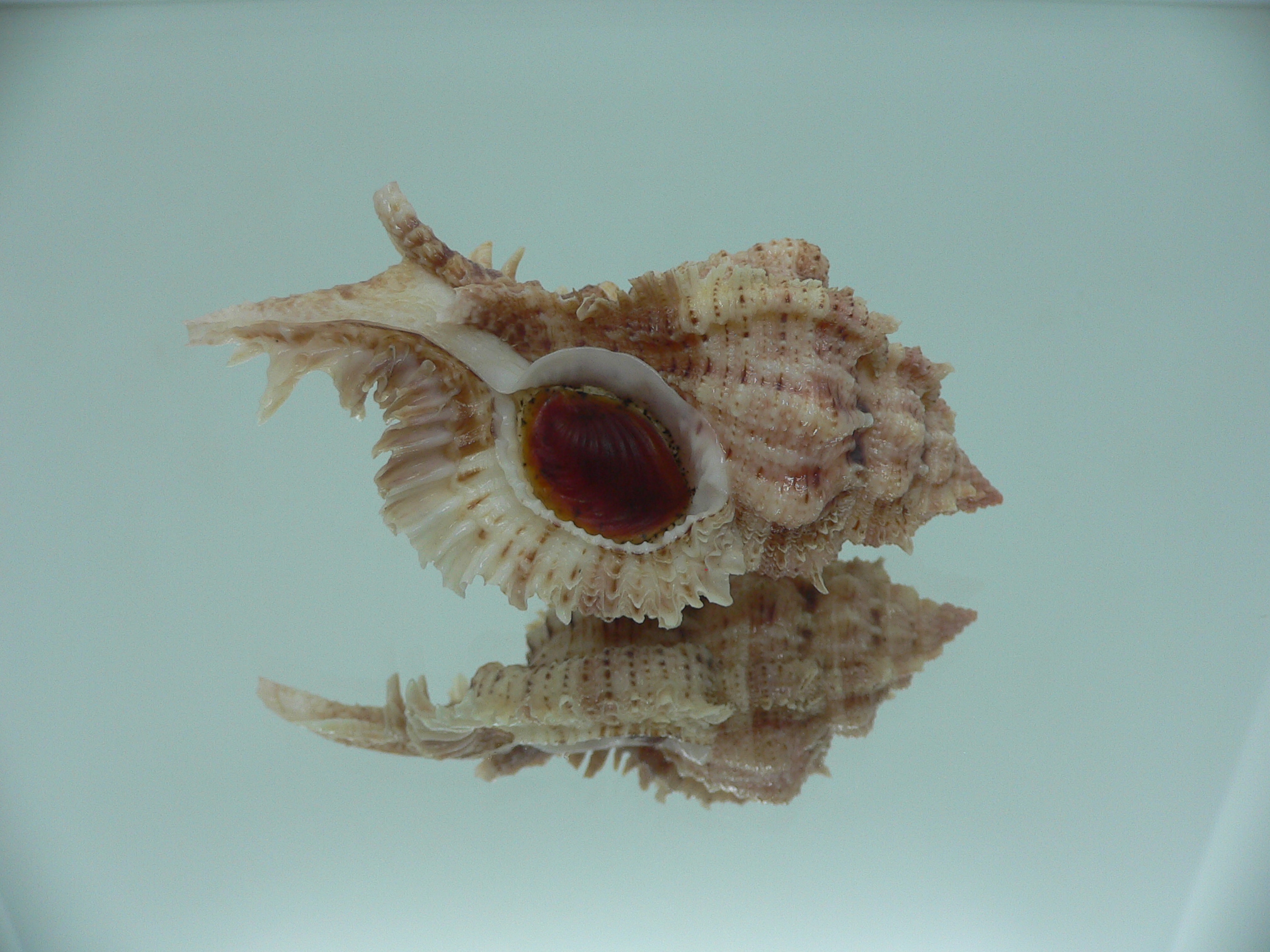 Chicomurex pseudosuperbus VERY BIG & MOTLEY