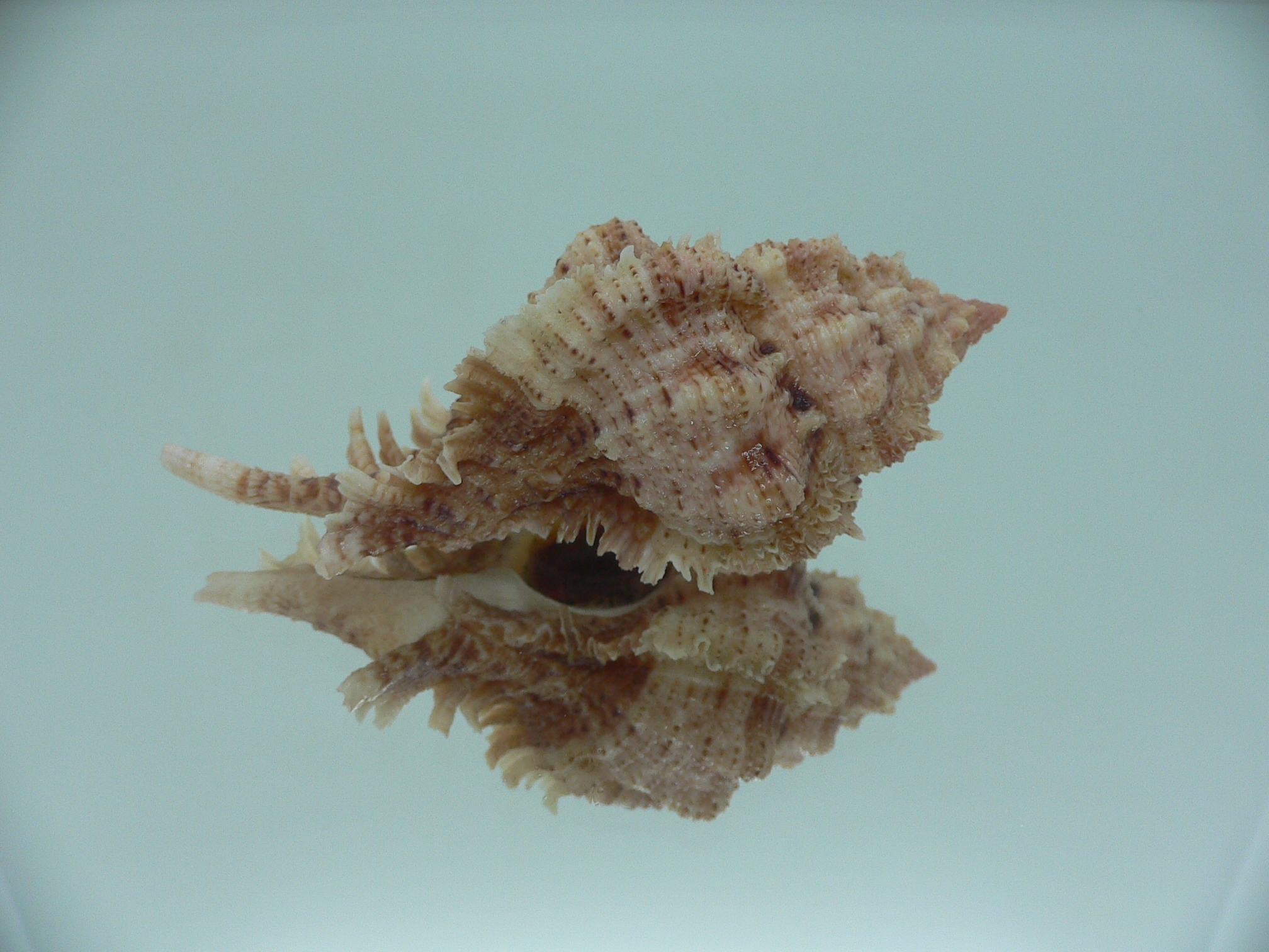 Chicomurex pseudosuperbus VERY BIG & MOTLEY