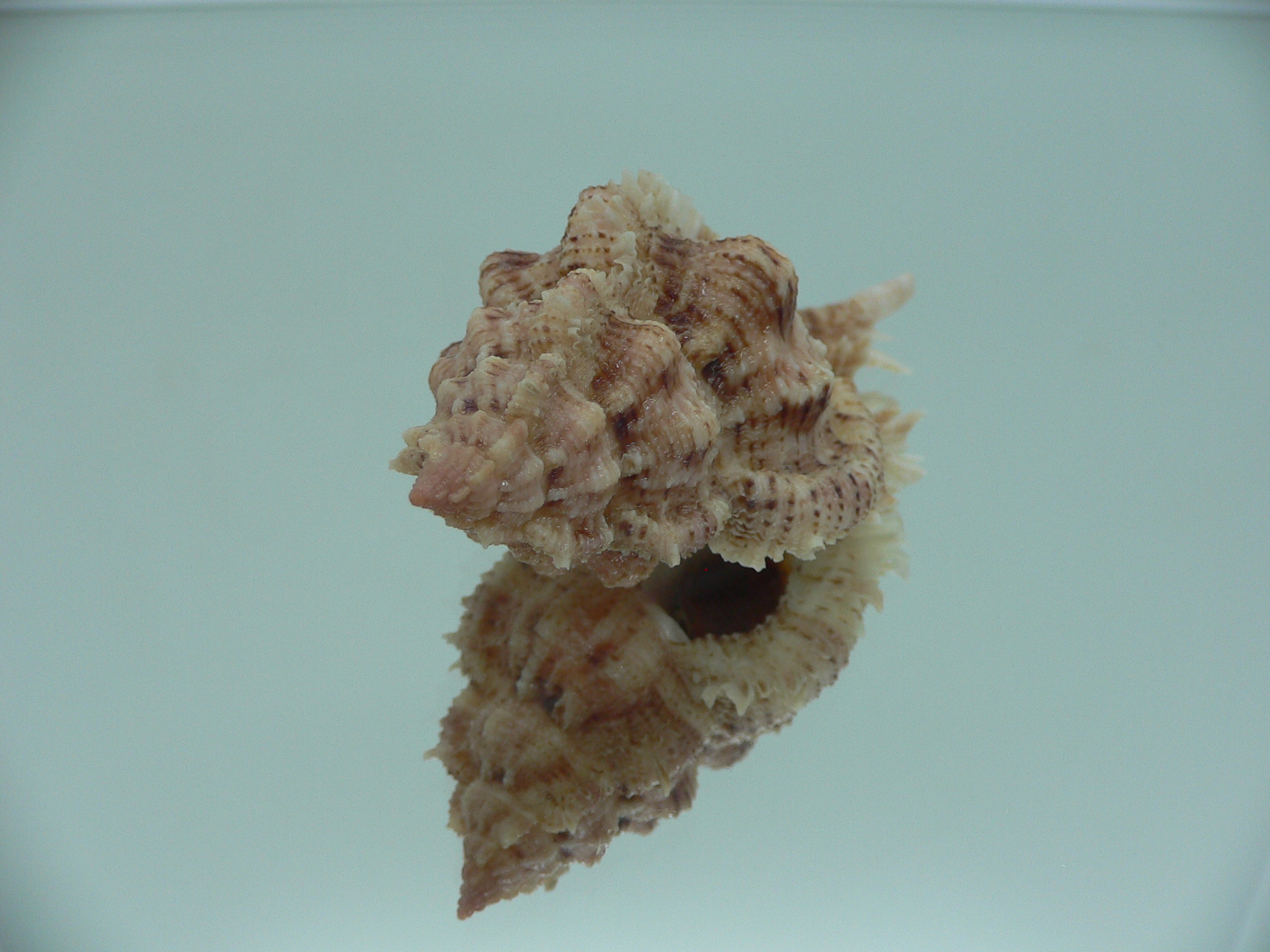 Chicomurex pseudosuperbus VERY BIG & MOTLEY