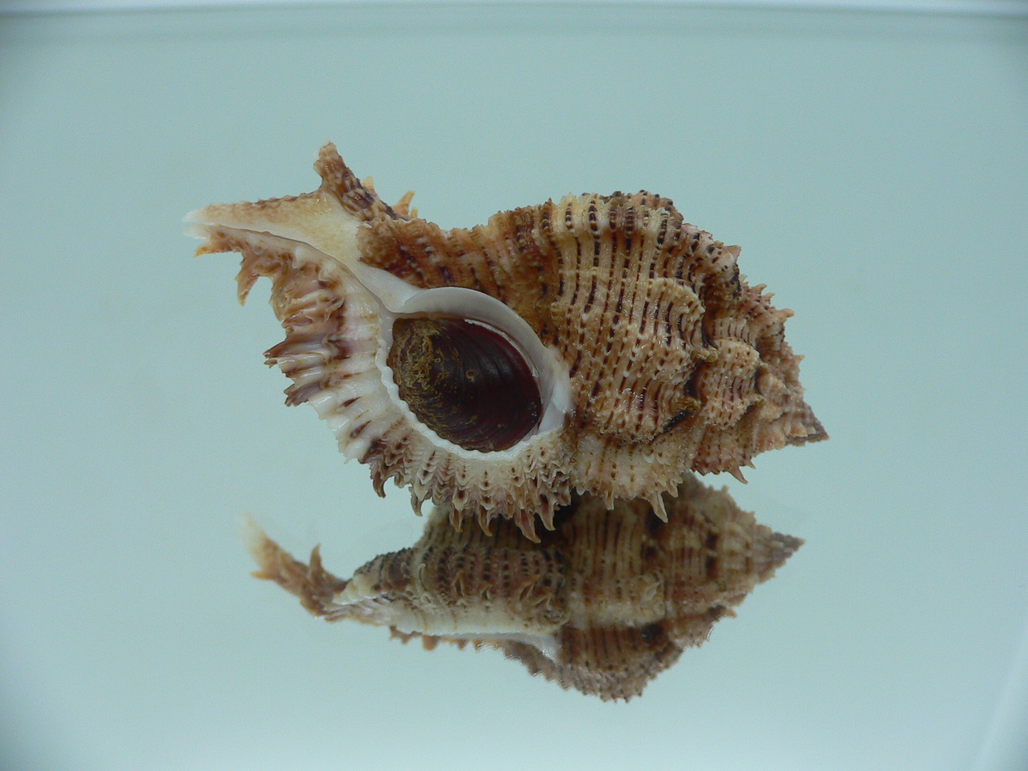 Chicomurex pseudosuperbus BIG & DARK