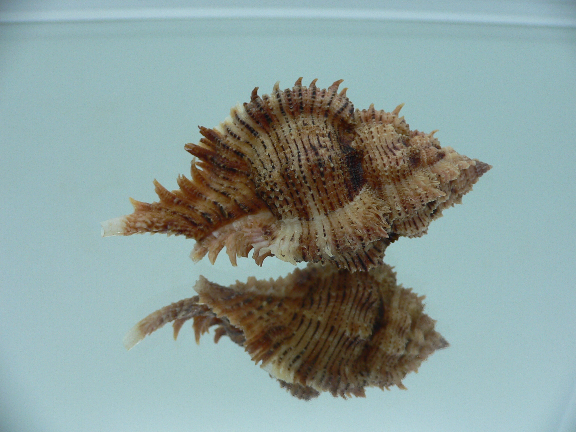 Chicomurex pseudosuperbus BIG & DARK