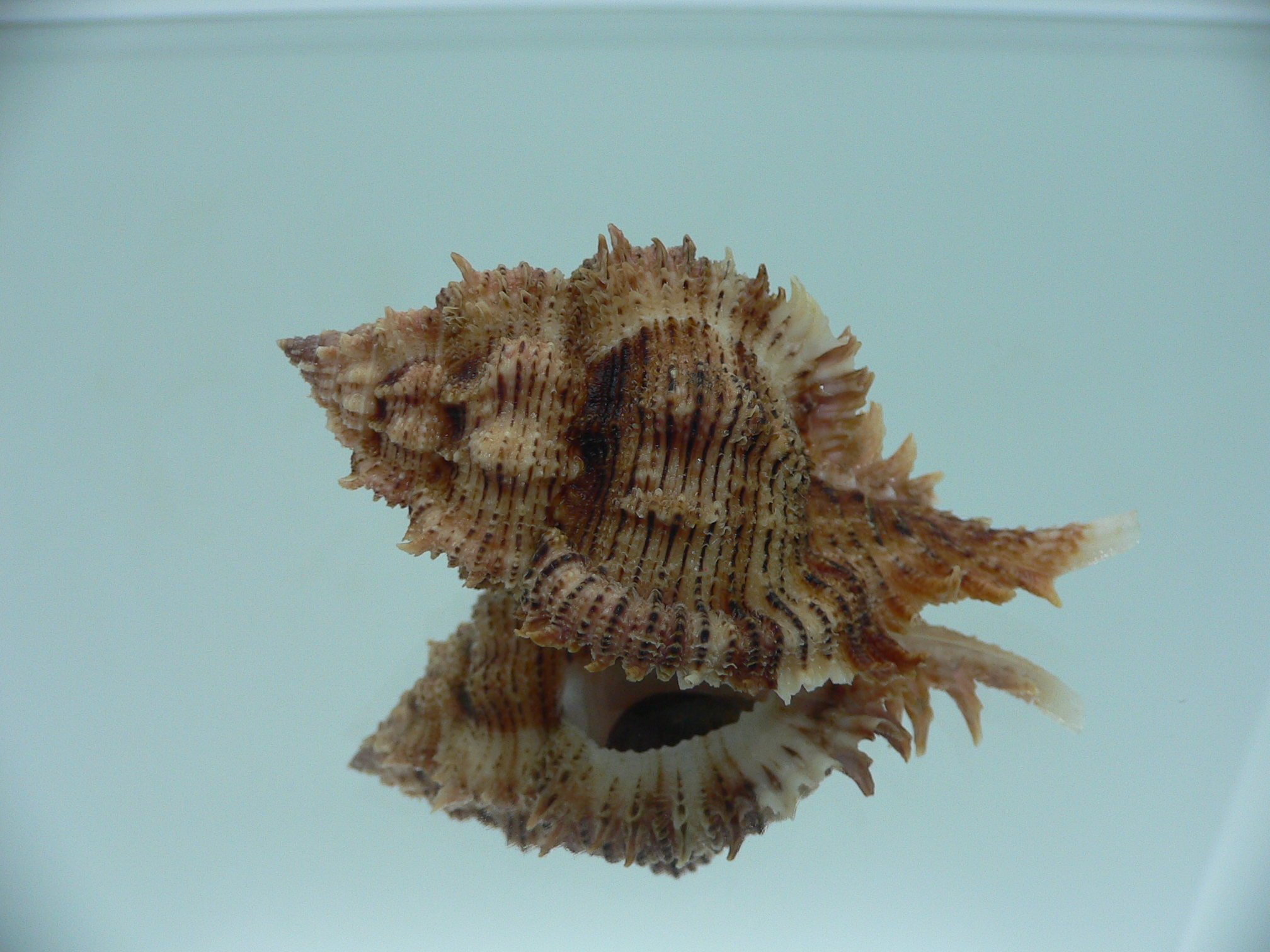 Chicomurex pseudosuperbus BIG & DARK