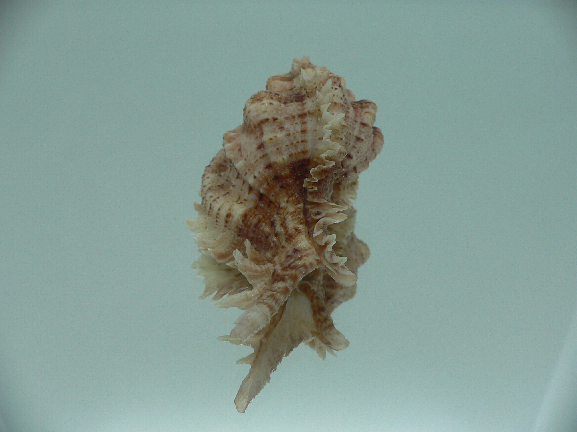 Chicomurex pseudosuperbus VERY BIG & MOTLEY