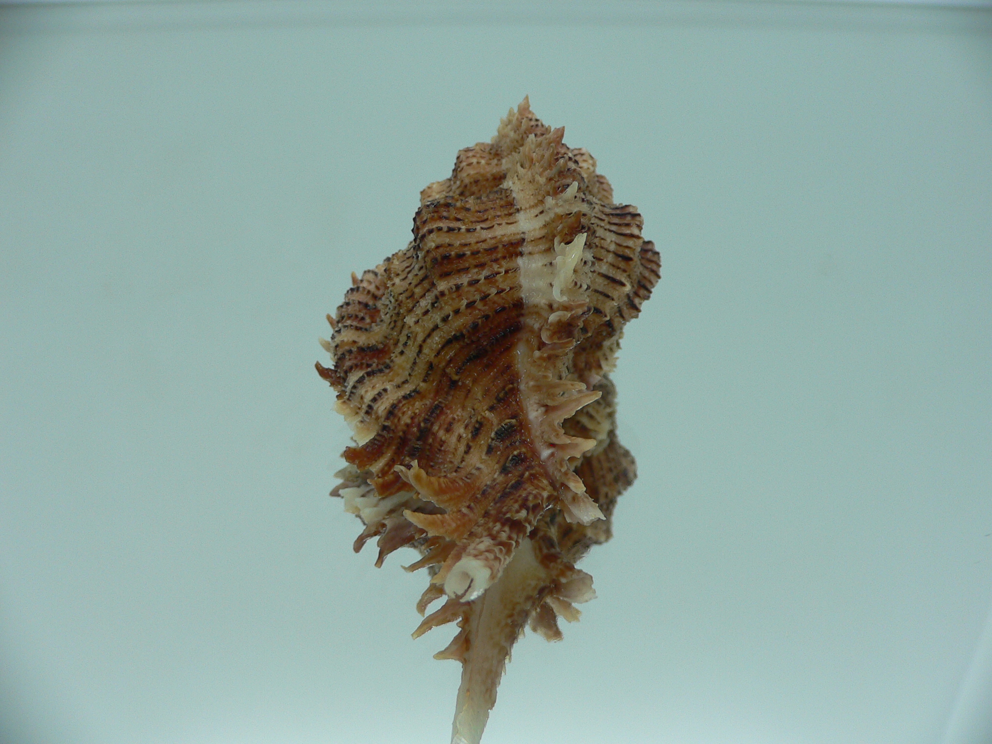 Chicomurex pseudosuperbus BIG & DARK