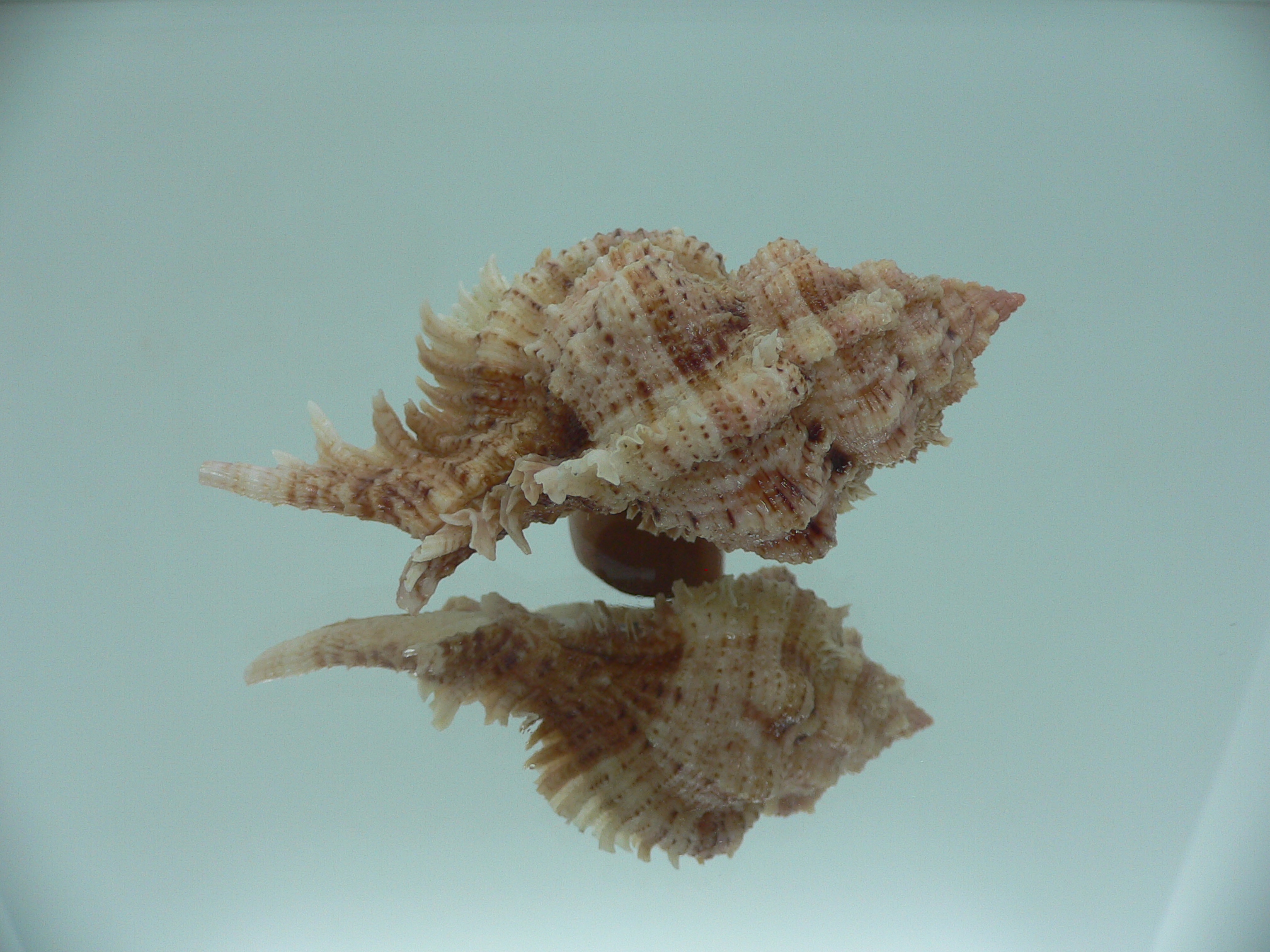 Chicomurex pseudosuperbus VERY BIG & MOTLEY