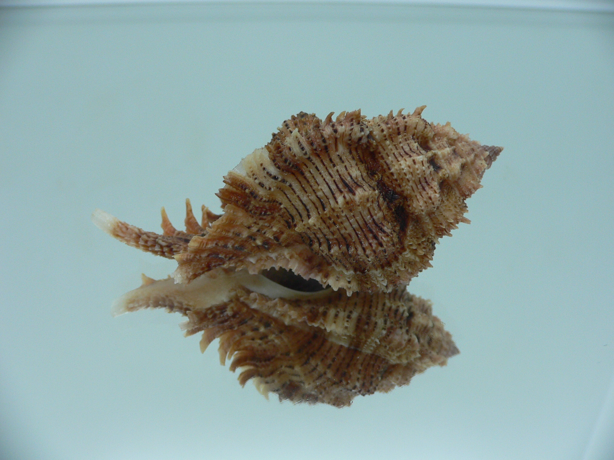 Chicomurex pseudosuperbus BIG & DARK