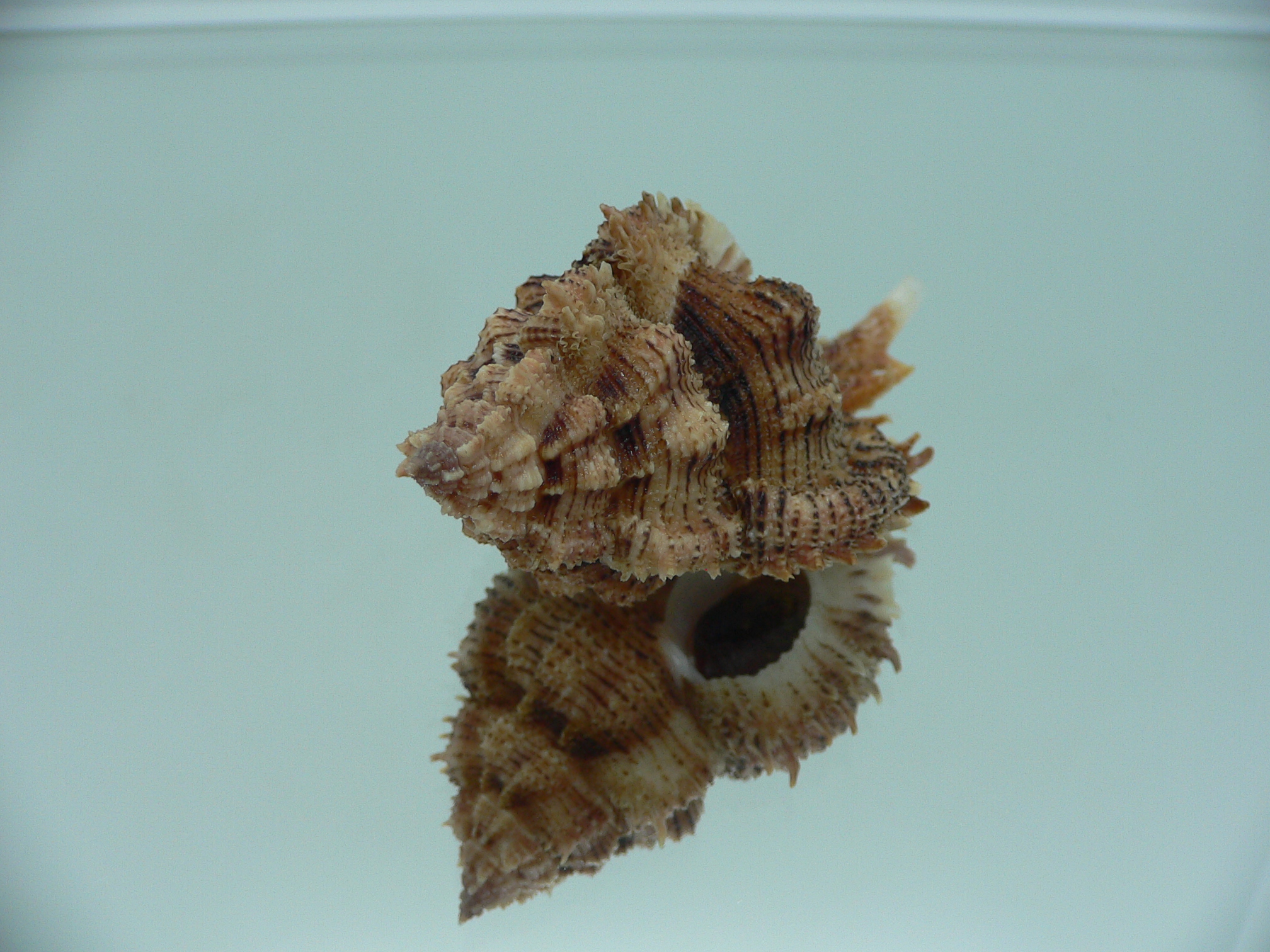 Chicomurex pseudosuperbus BIG & DARK