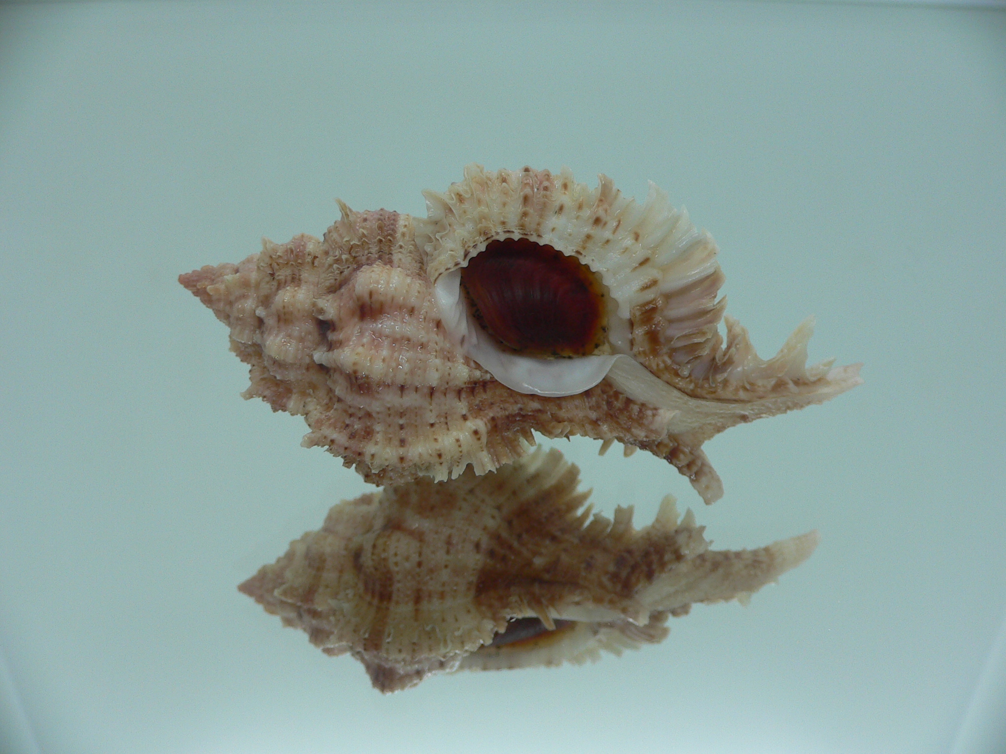 Chicomurex pseudosuperbus VERY BIG & MOTLEY