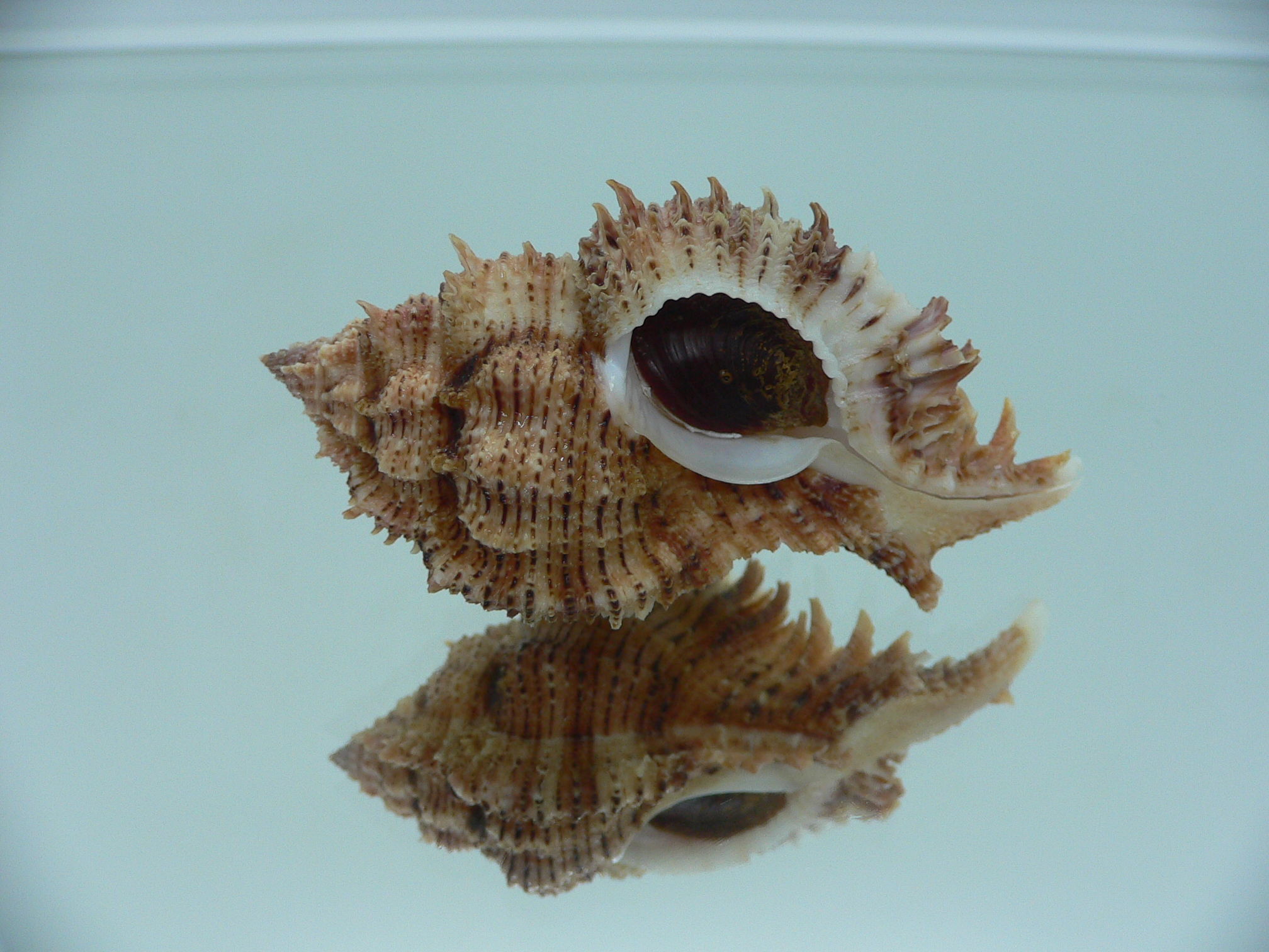 Chicomurex pseudosuperbus BIG & DARK