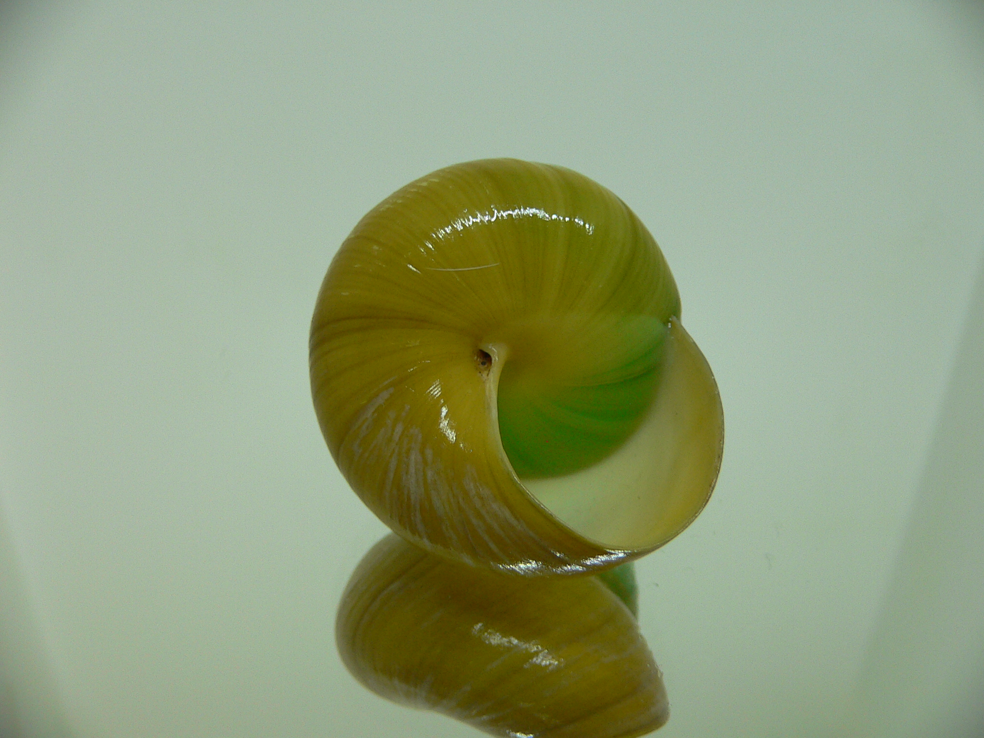 Asperitas bimaensis johnabbasi VERY BIG & IDEAL