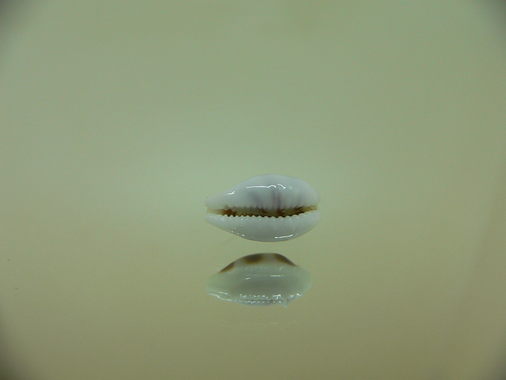 Cypraea asellus CALLOUSED & UNUSUAL