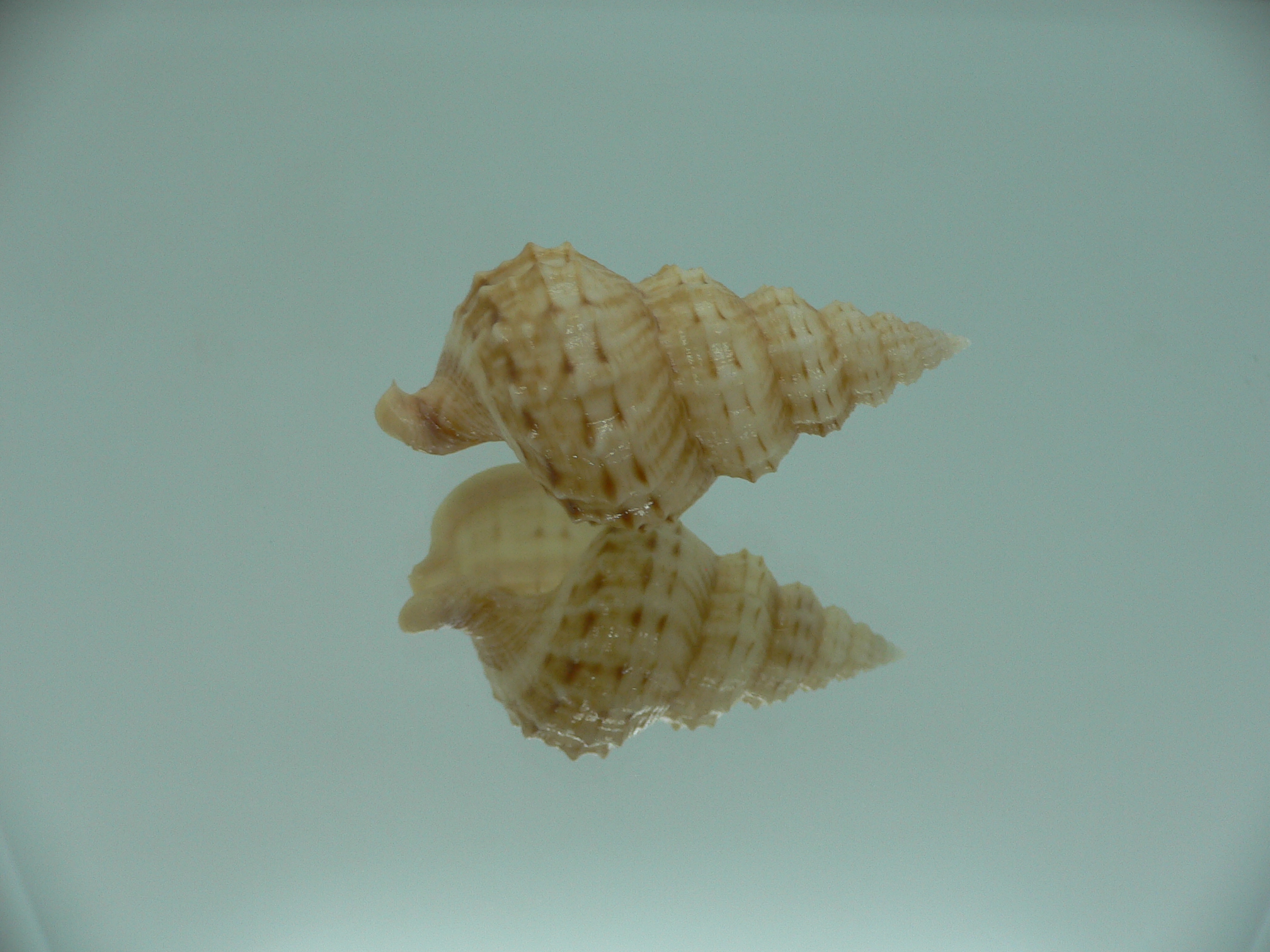 Nassaria thesaura RARE