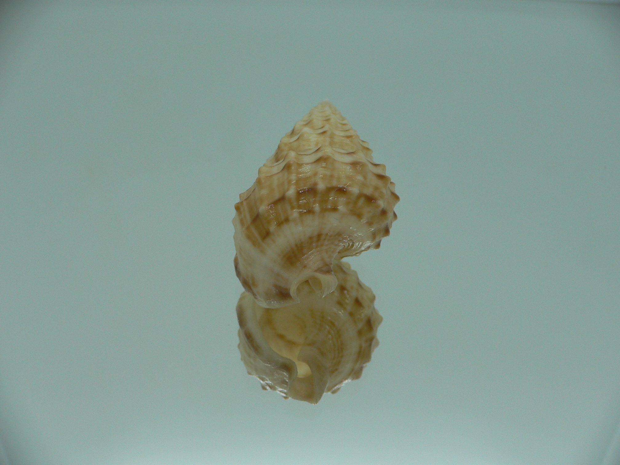 Nassaria thesaura RARE