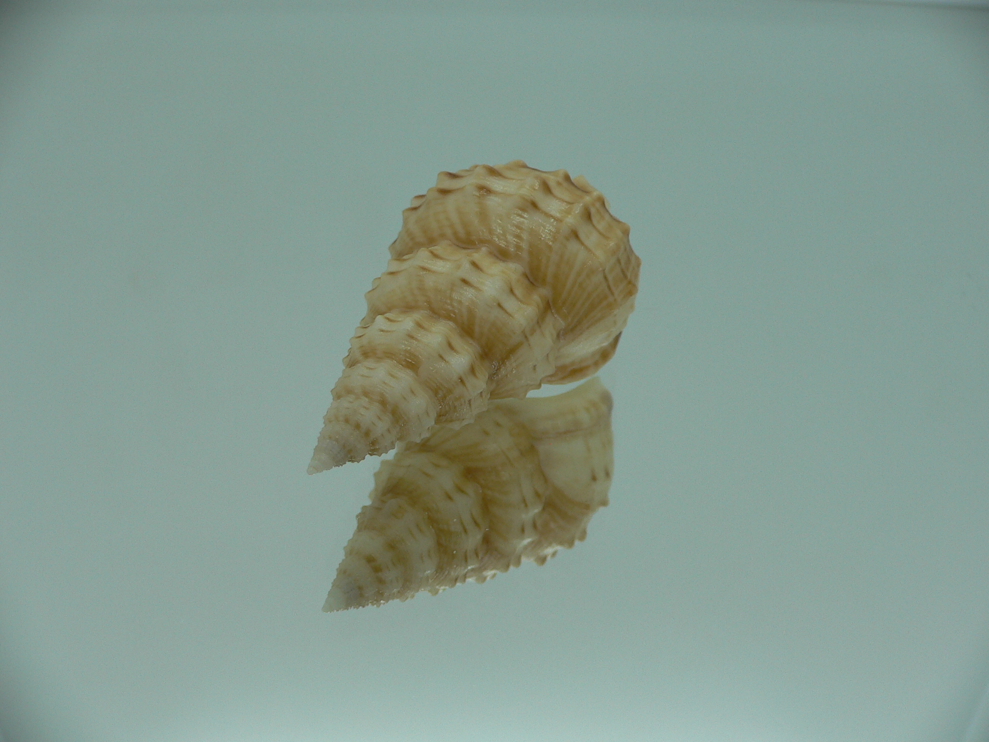 Nassaria thesaura RARE
