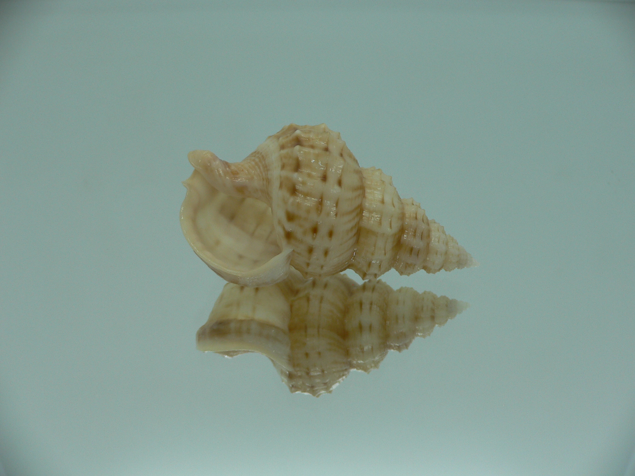 Nassaria thesaura RARE