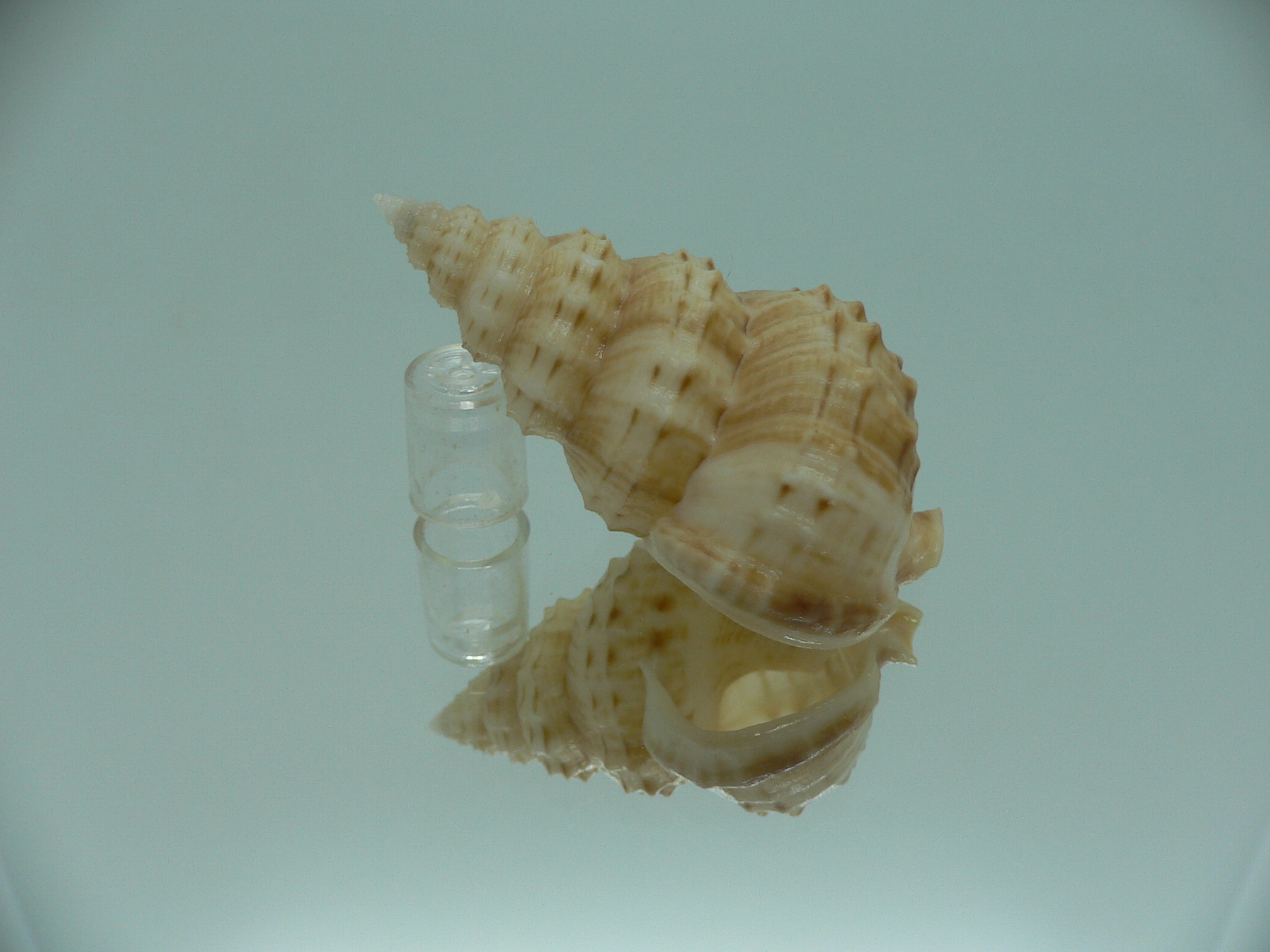 Nassaria thesaura RARE