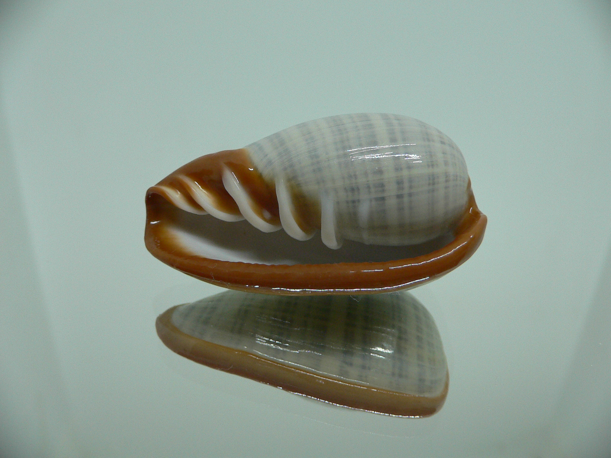 Cryptospira elegans SUPER COLOR