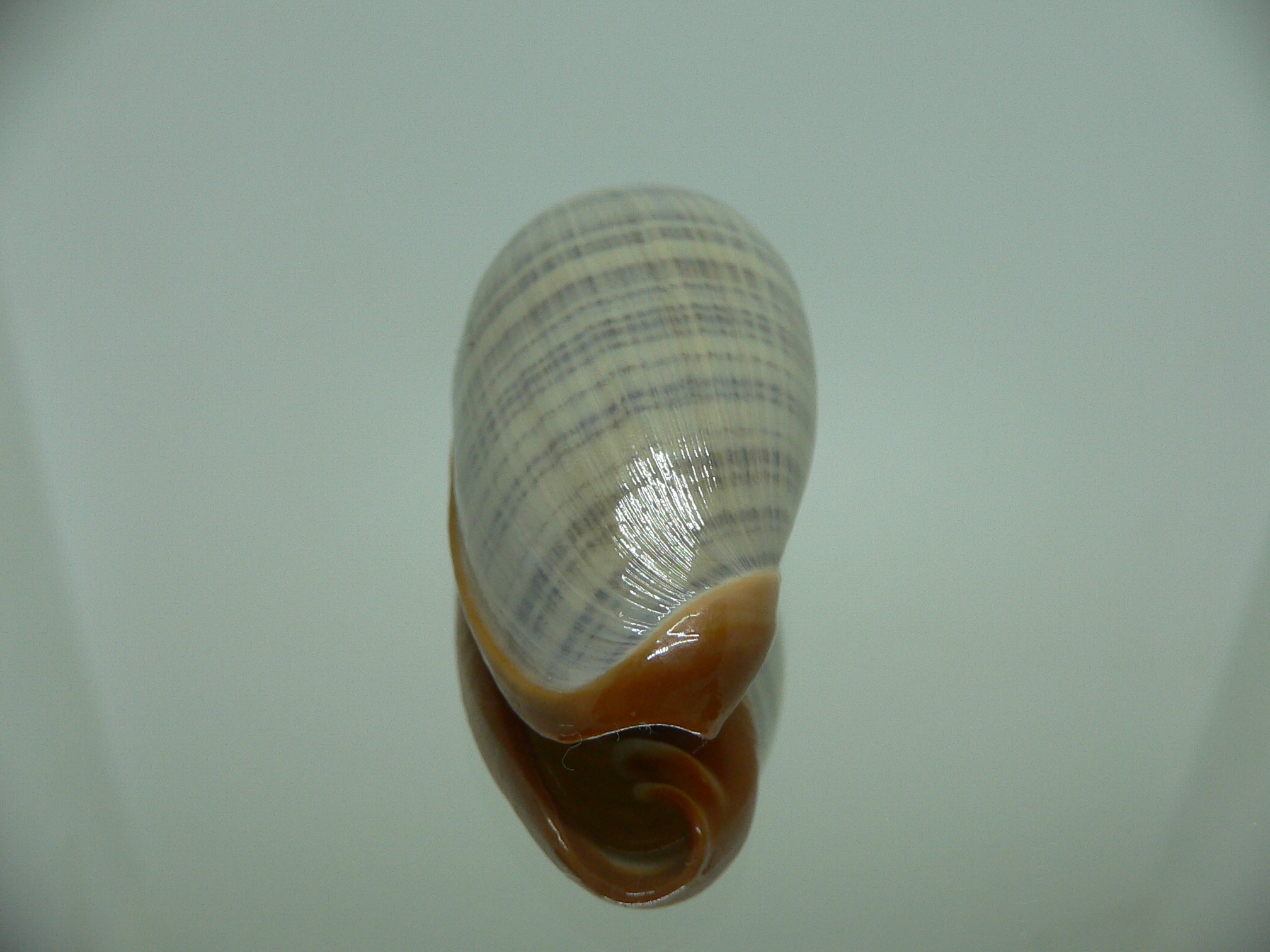 Cryptospira elegans SUPER COLOR