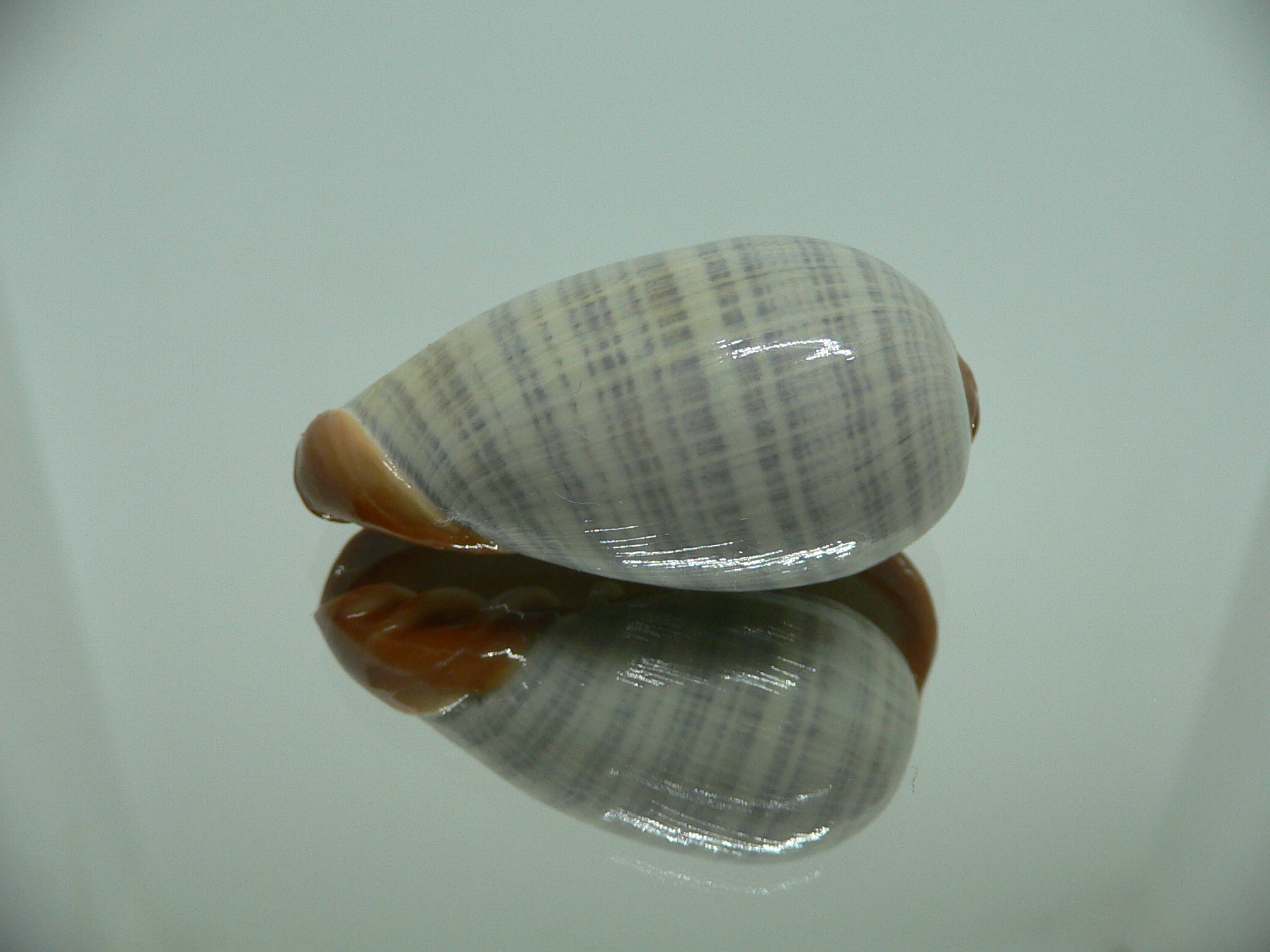 Cryptospira elegans SUPER COLOR